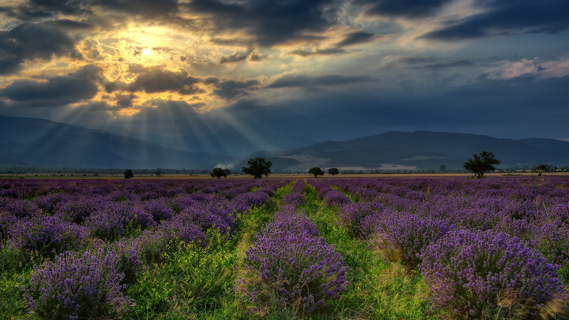bulgaria tapete,lavendel,himmel,natur,lila,lavendel