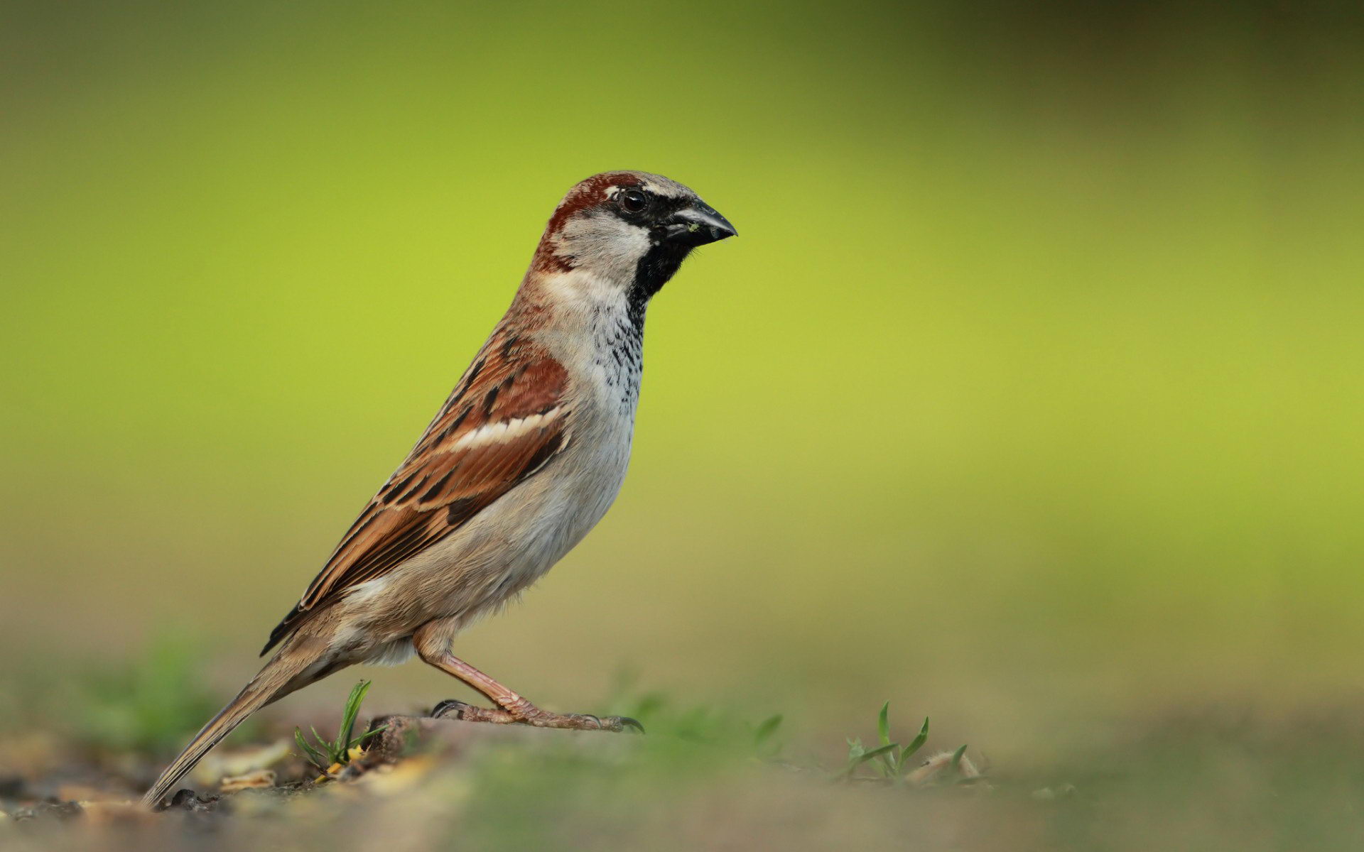sparrow wallpaper,bird,vertebrate,beak,sparrow,house sparrow