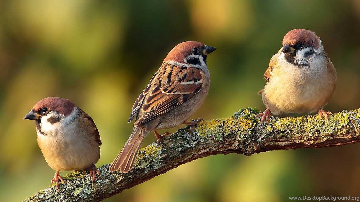 sparrow wallpaper,bird,vertebrate,sparrow,beak,house sparrow
