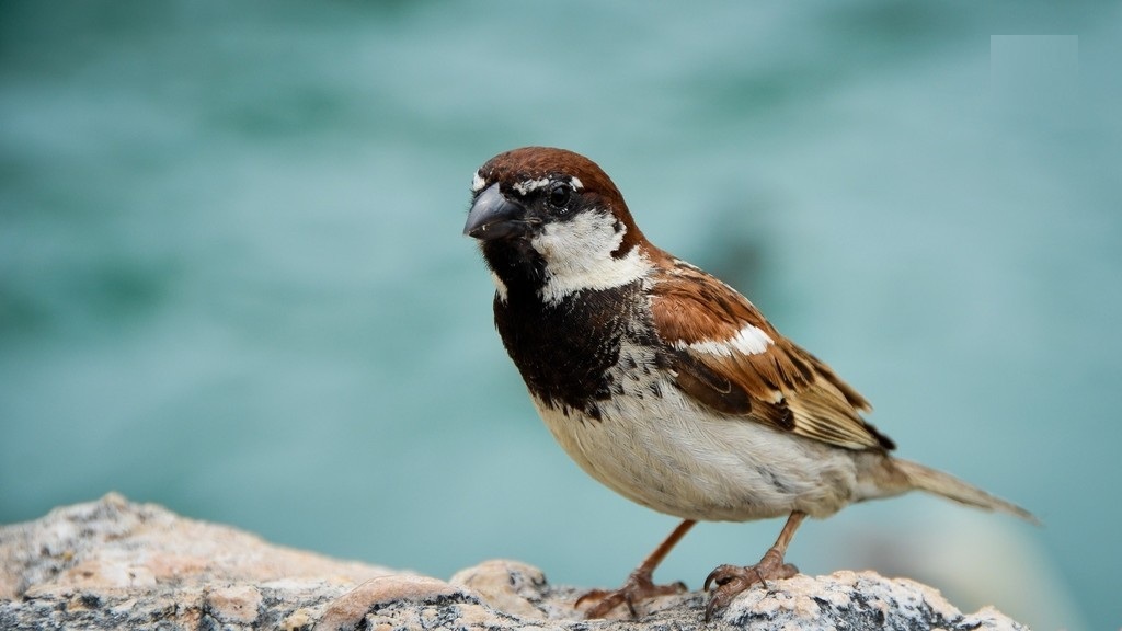 sparrow wallpaper,bird,sparrow,vertebrate,house sparrow,beak