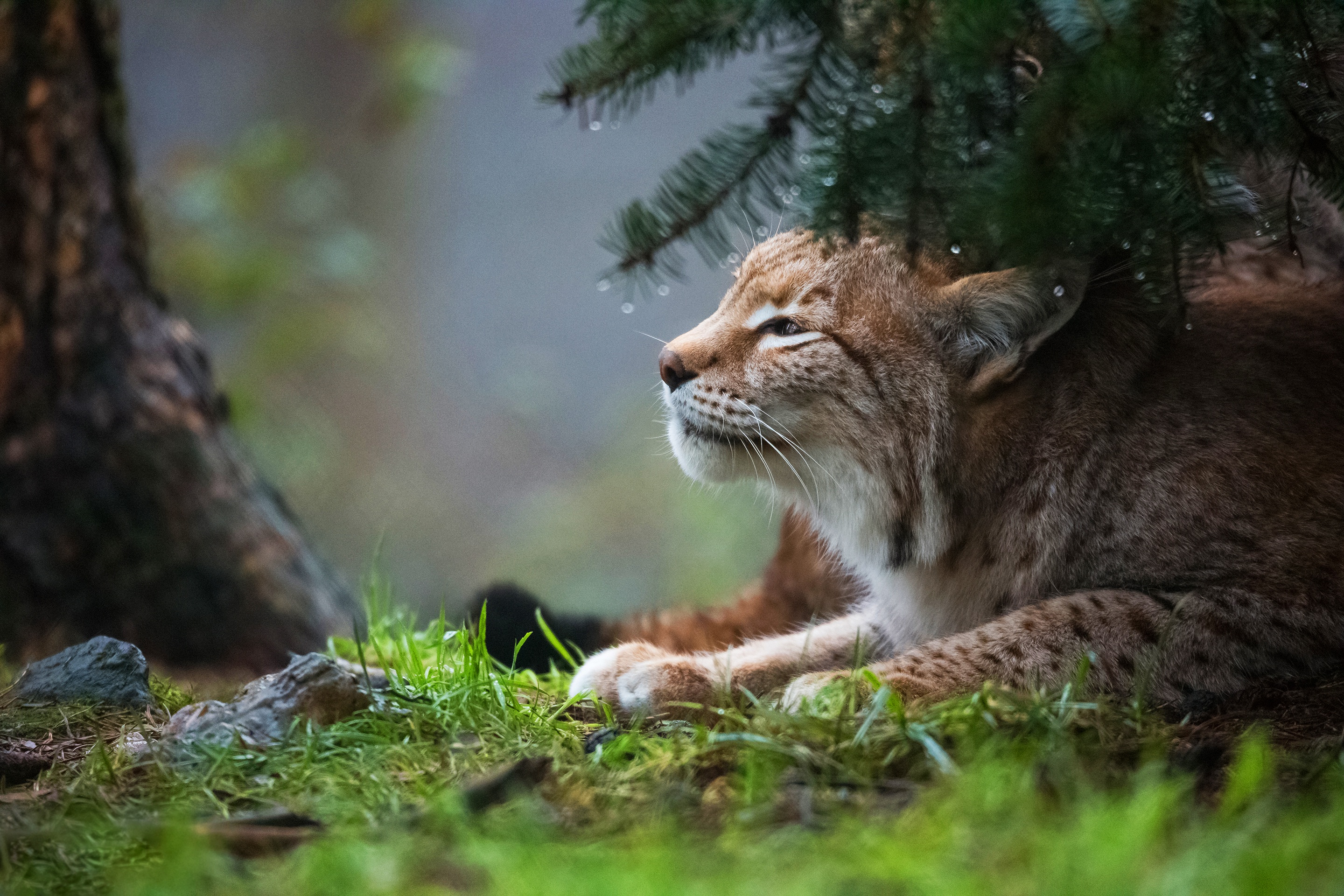 fond d'écran lynx,chat,félidés,faune,chats de petite à moyenne taille,chat sauvage