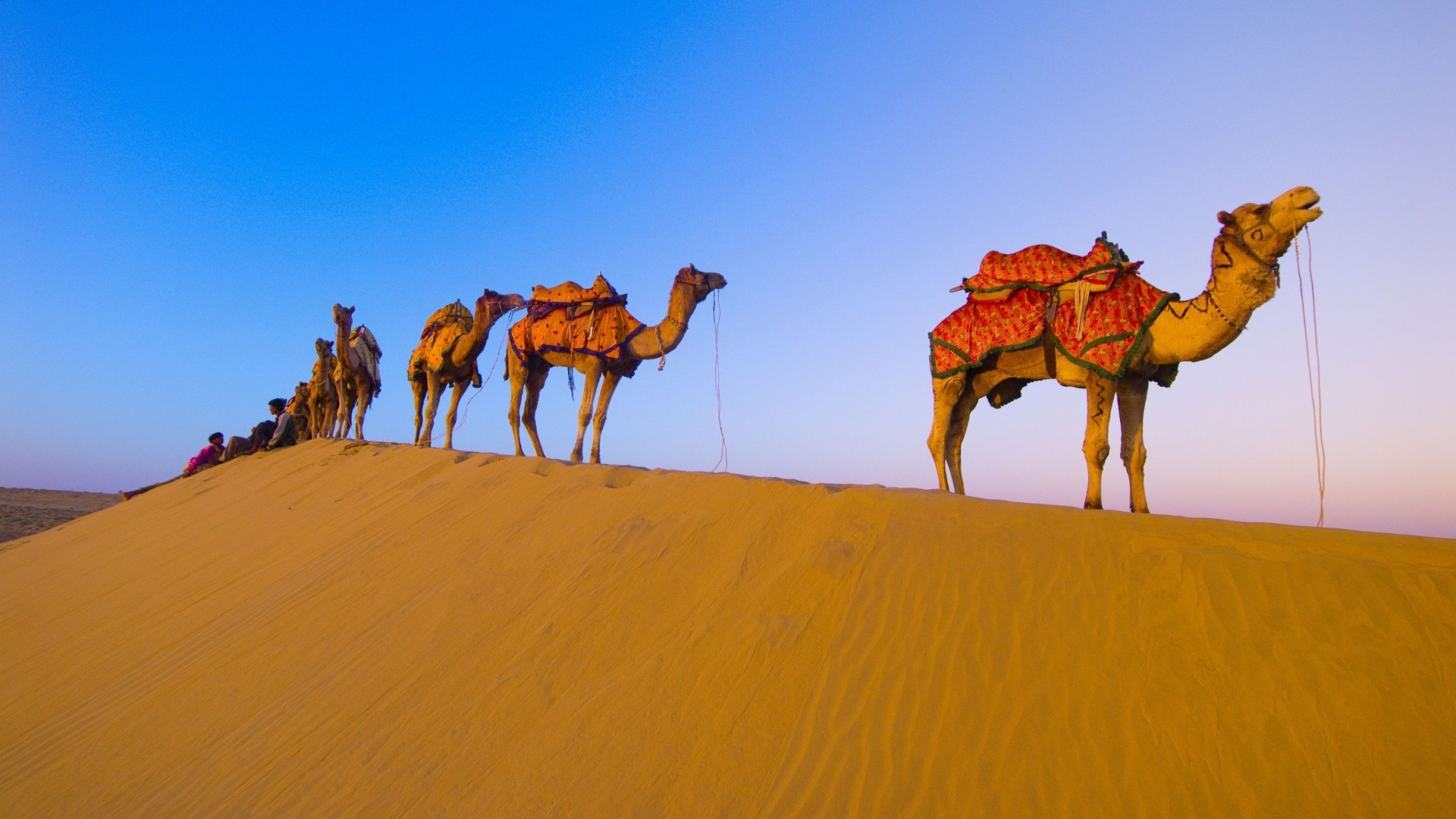 fond d'écran de chameau,chameau,désert,chameau arabe,le sable,dune