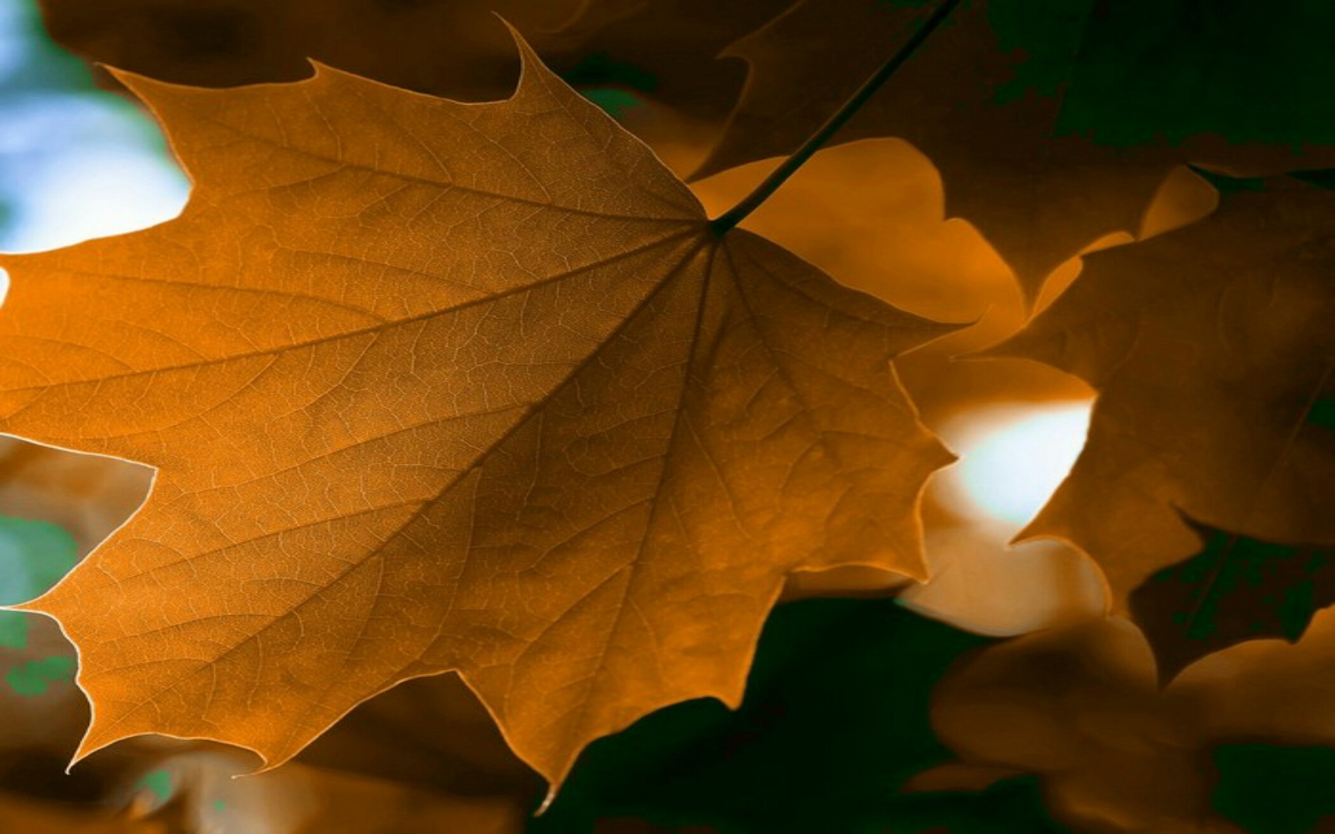 hd wallpapers for android lollipop,leaf,green,nature,tree,maple leaf