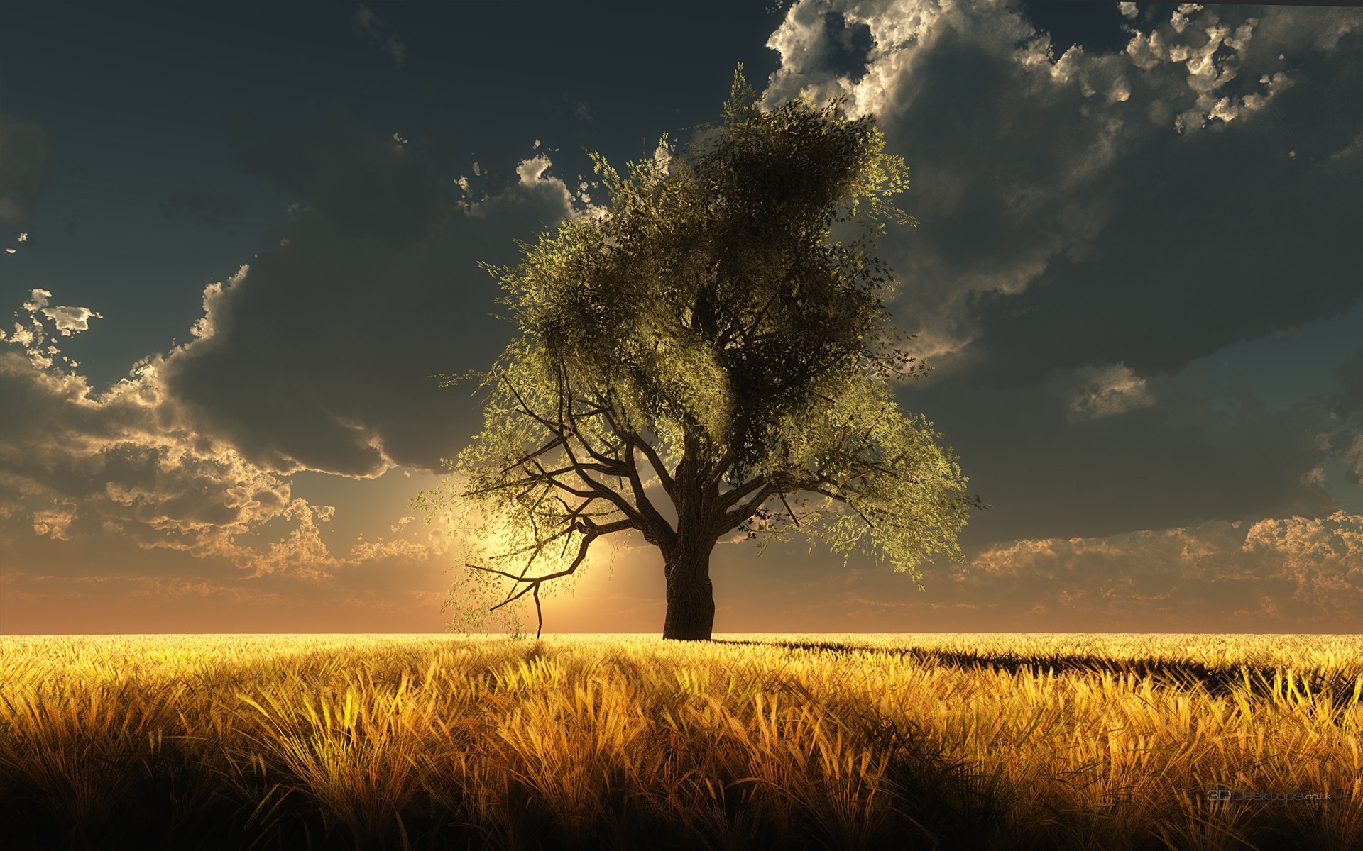 beste tapeten qhd,himmel,natürliche landschaft,natur,baum,wiese