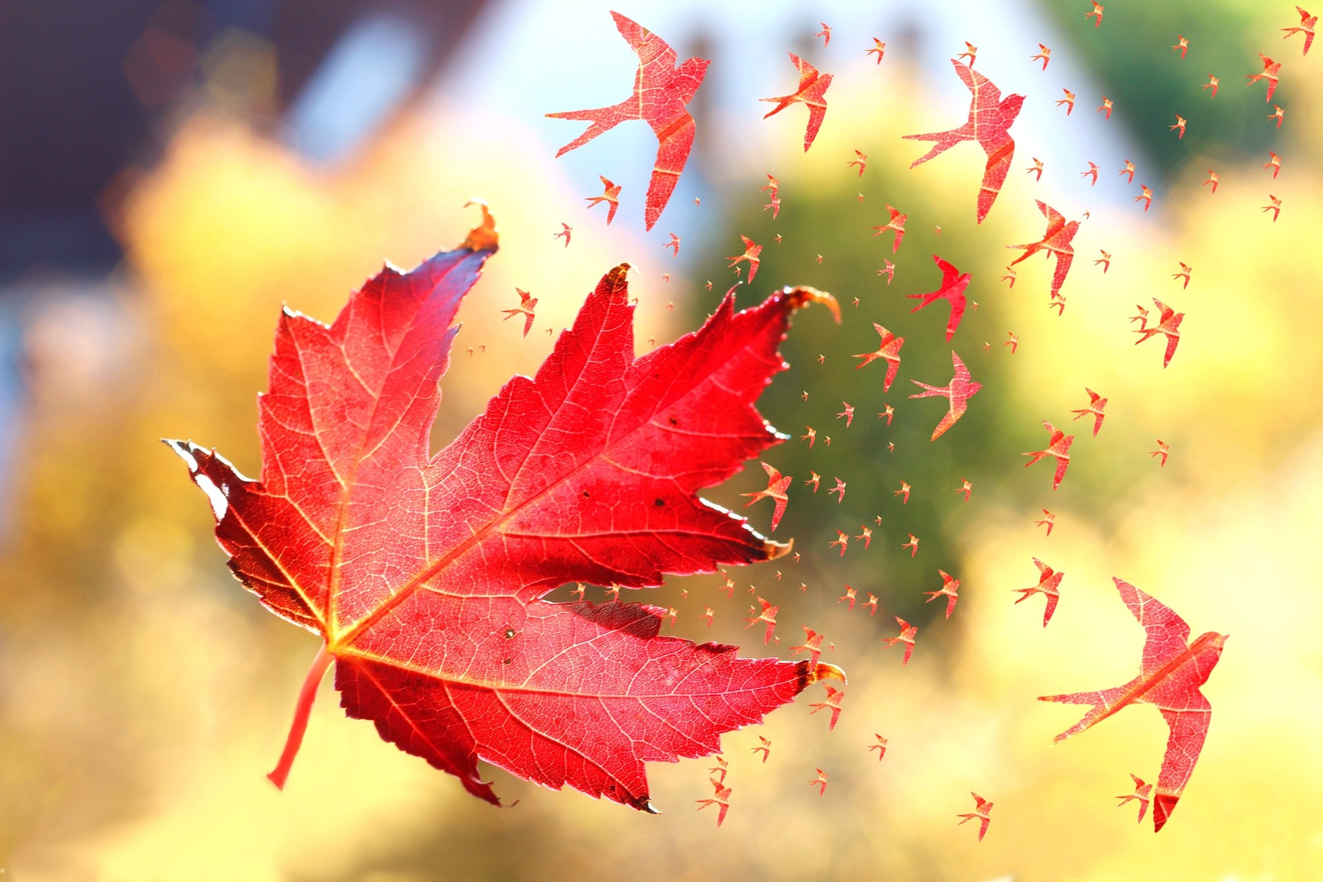 Autumn Leaf Wallpaper (68+ images)