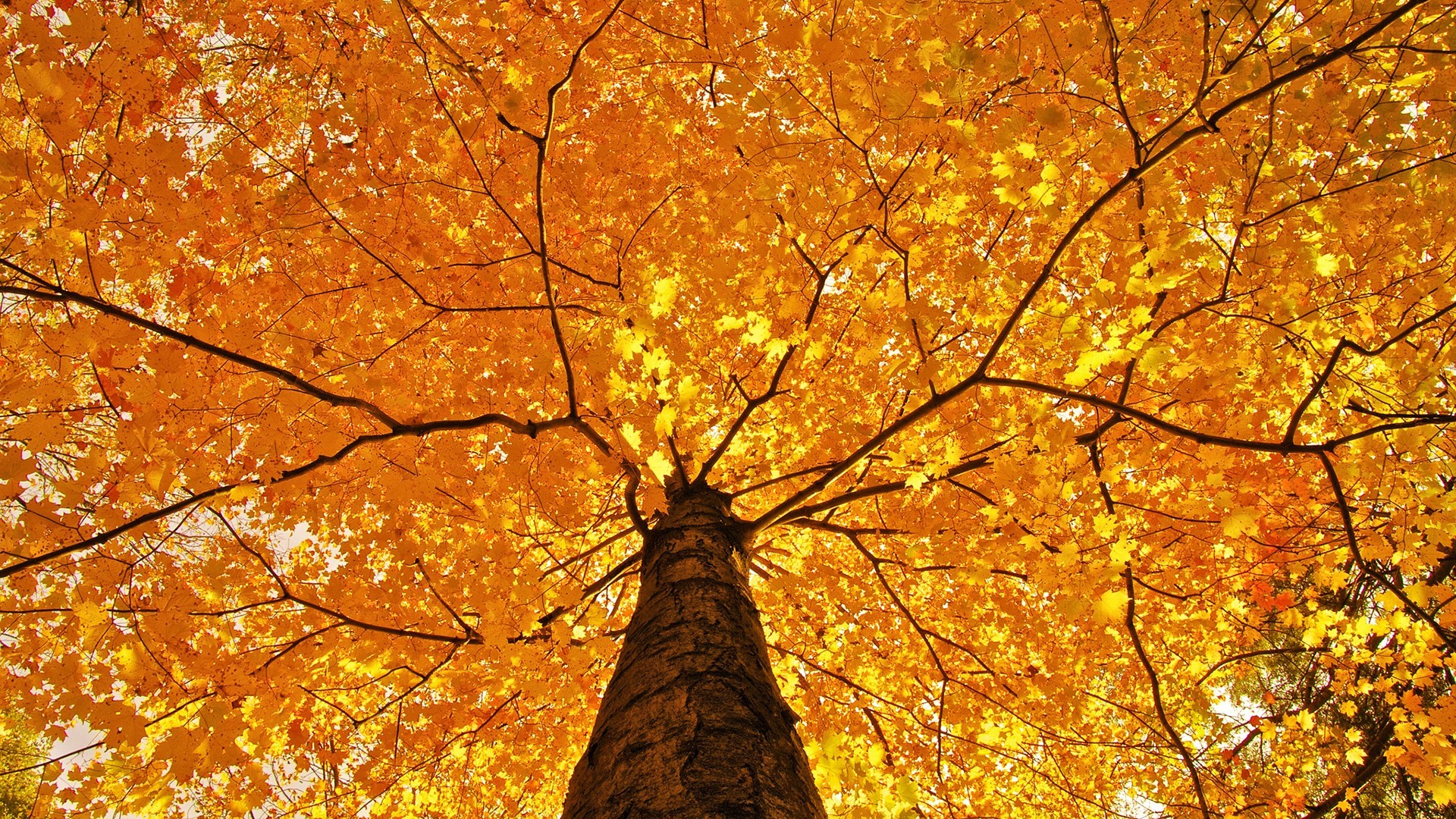 carta da parati ogq,albero,foglia,natura,pianta legnosa,autunno