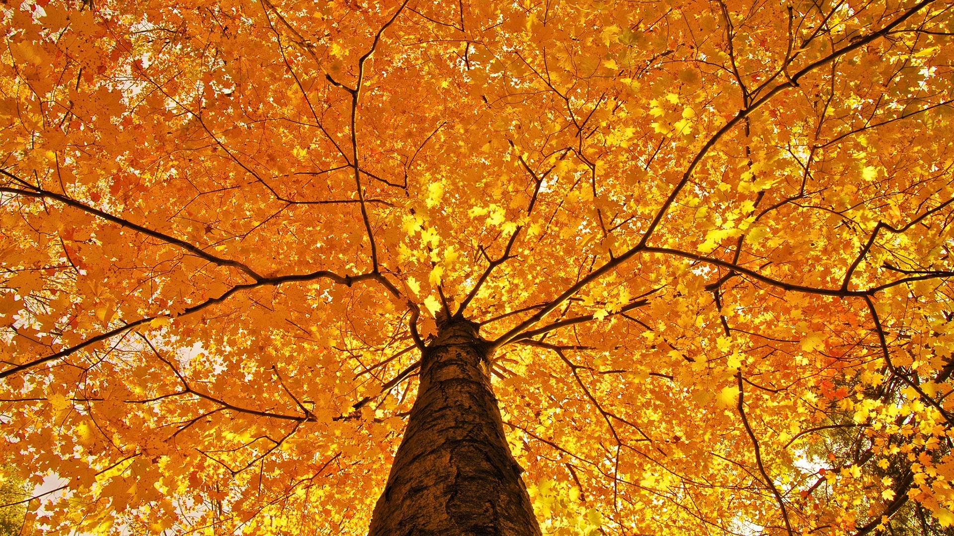 ogq wallpaper,árbol,hoja,naturaleza,planta leñosa,otoño