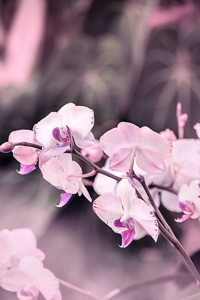 ogq wallpaper,blume,rosa,blütenblatt,pflanze,blühende pflanze