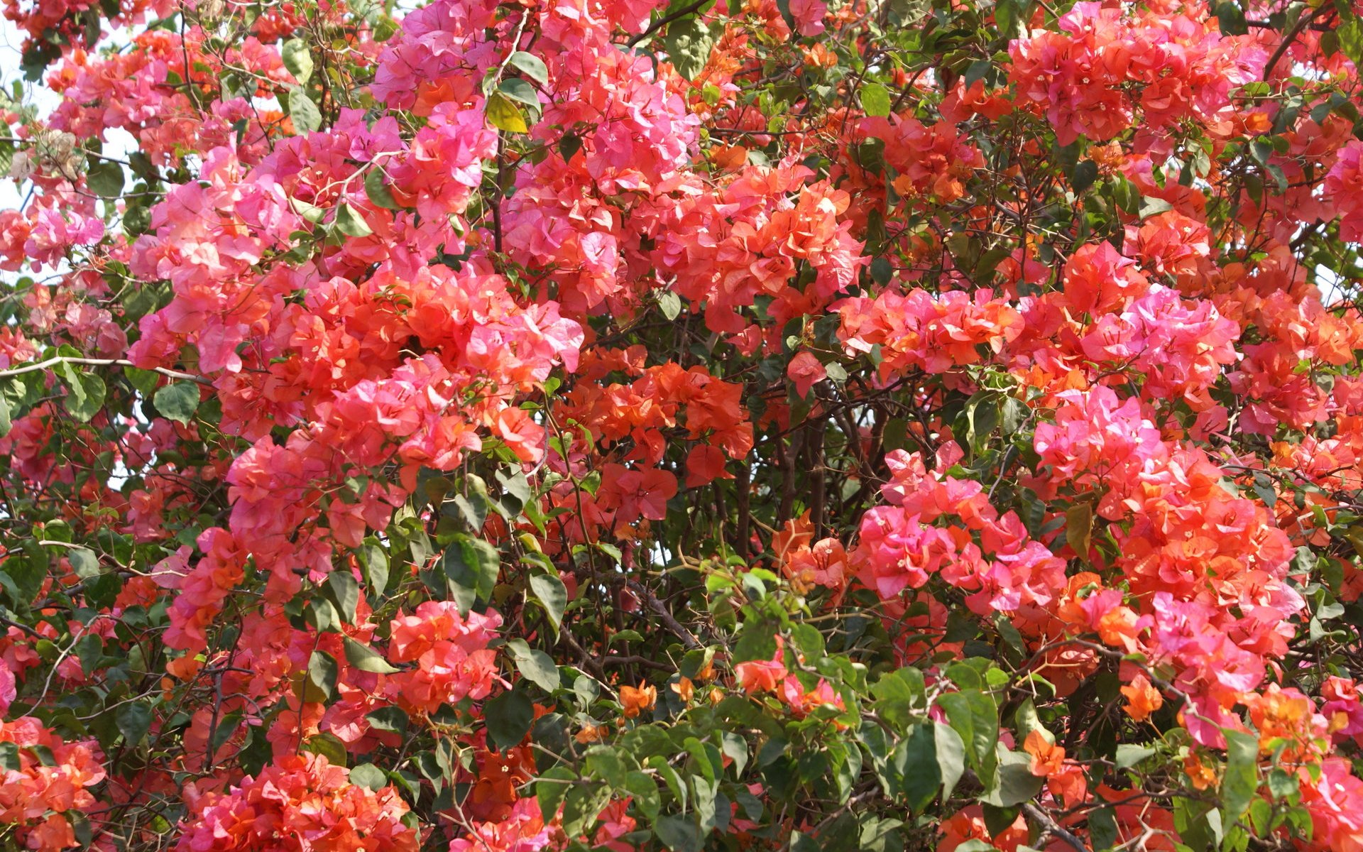 Azalea- WallpaperUse