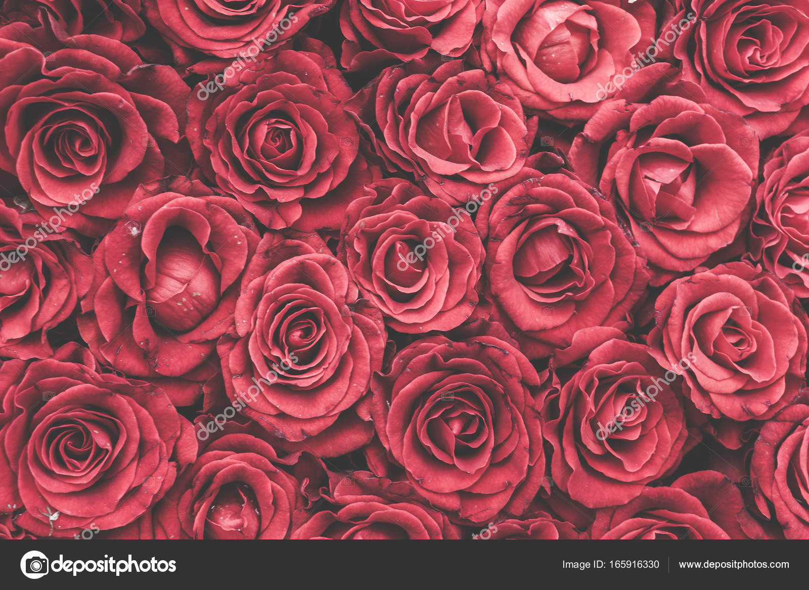 ogq wallpaper,gartenrosen,rose,blume,rot,floribunda