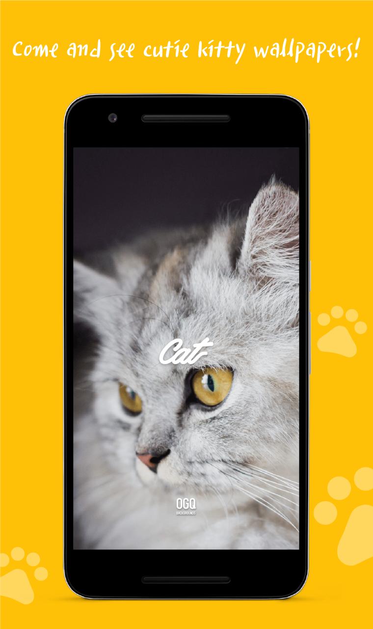 fond d'écran ogq,chat,félidés,chats de petite à moyenne taille,moustaches,jaune