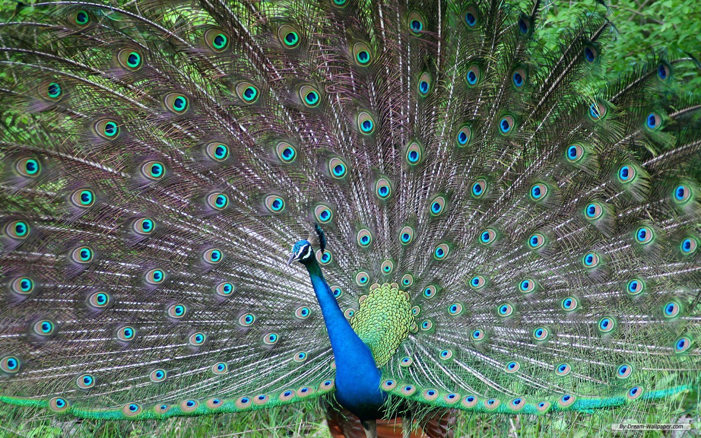 exquisite tapete,pfau,feder,vogel,phasianidae,tierwelt