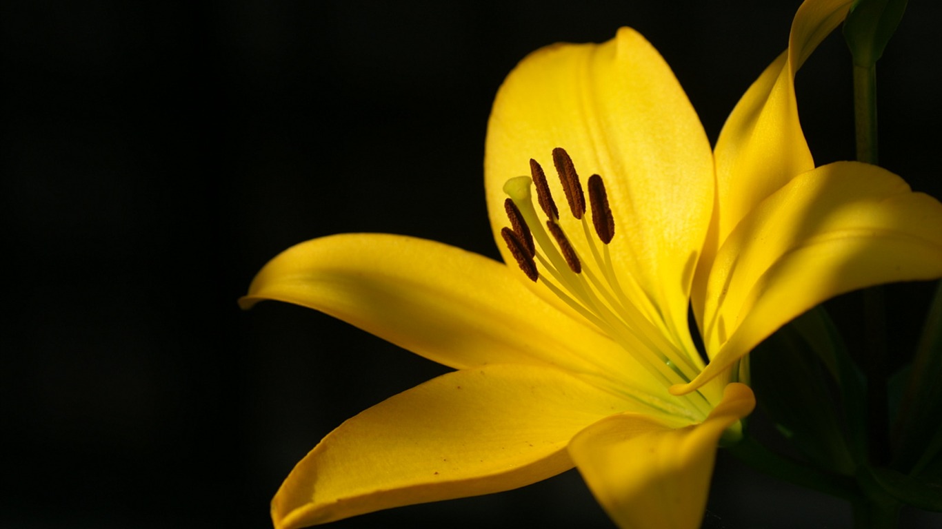 exquisite wallpaper,flower,yellow,petal,lily,close up
