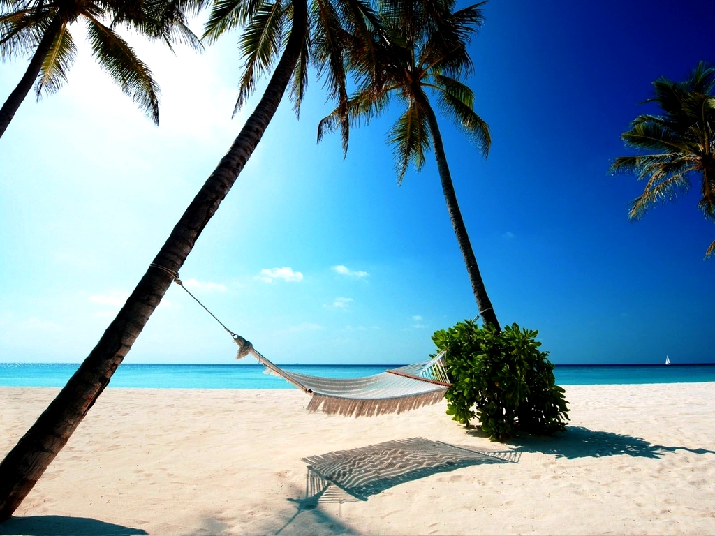 exquisito fondo de pantalla,árbol,vacaciones,cielo,palmera,caribe
