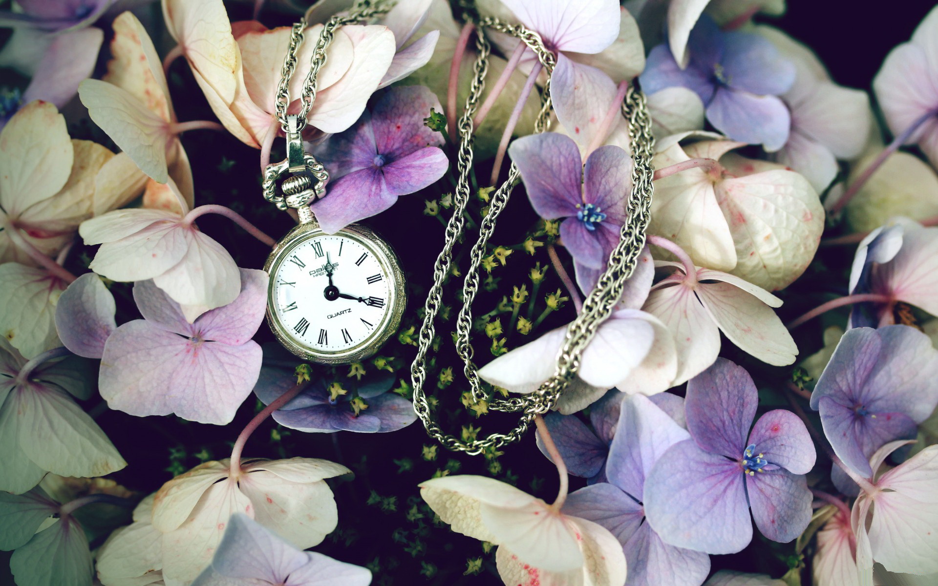 美しい時計の壁紙,花,紫の,アジサイ科,工場,花弁