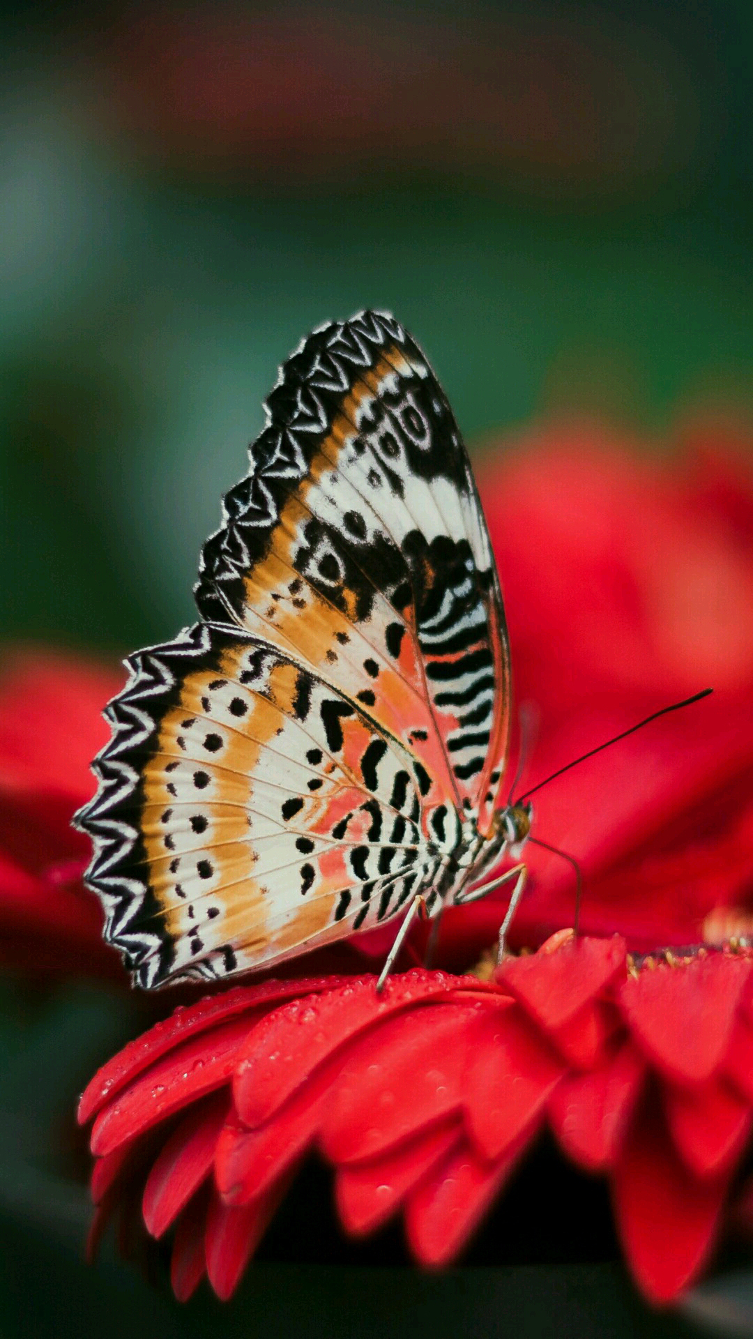 안드로이드 7.1 벽지,나비,신시아 아속,곤충,나방과 나비,무척추 동물