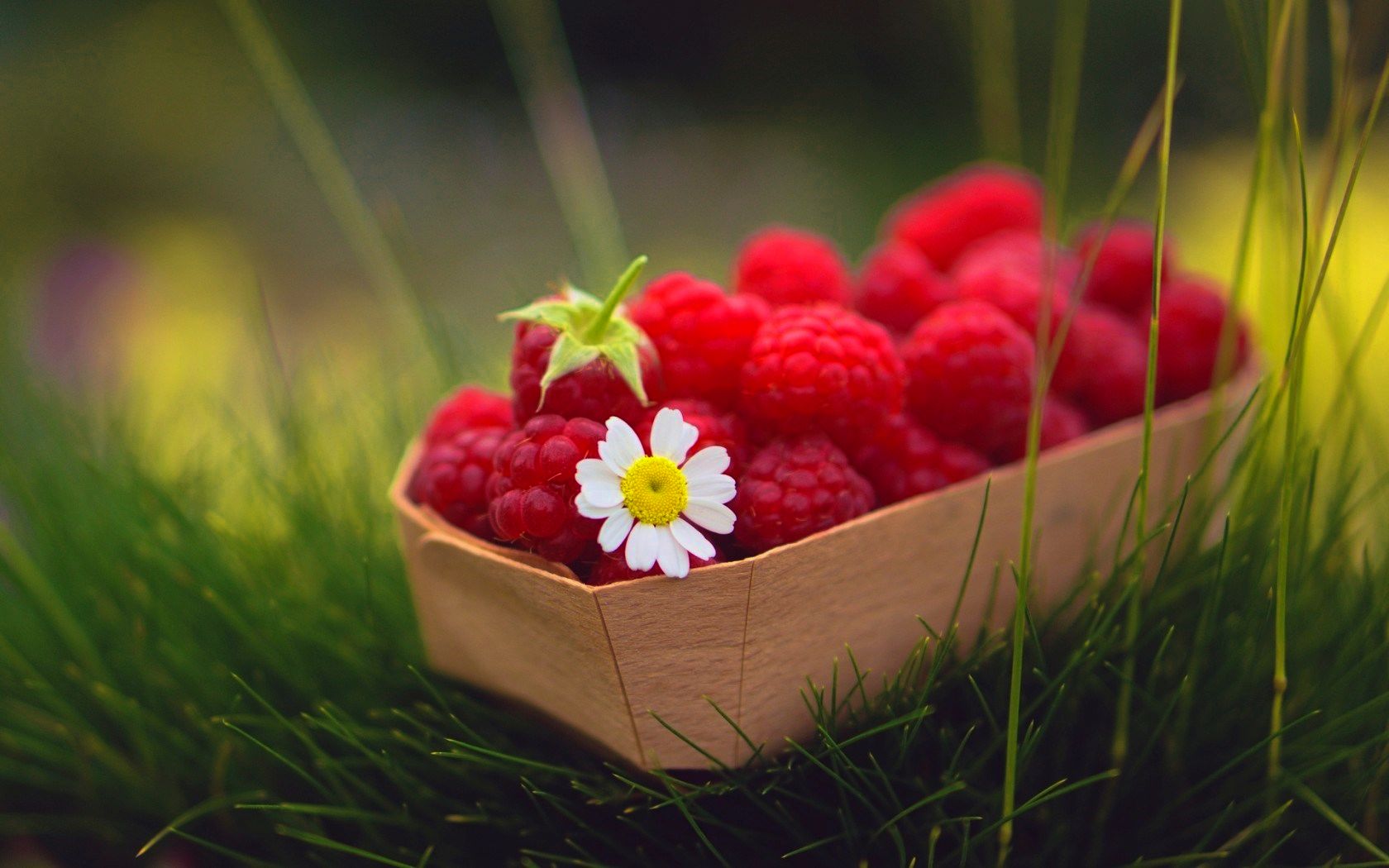 데스크탑 용 최신 hd 월페이퍼,알,식물,과일,산딸기,꽃