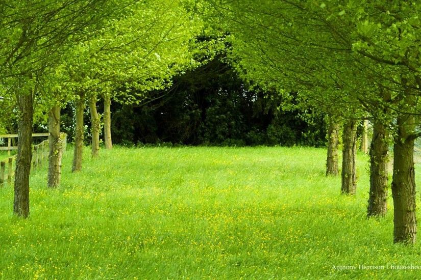 derniers fonds d'écran hd pour ordinateur de bureau,vert,paysage naturel,arbre,la nature,herbe