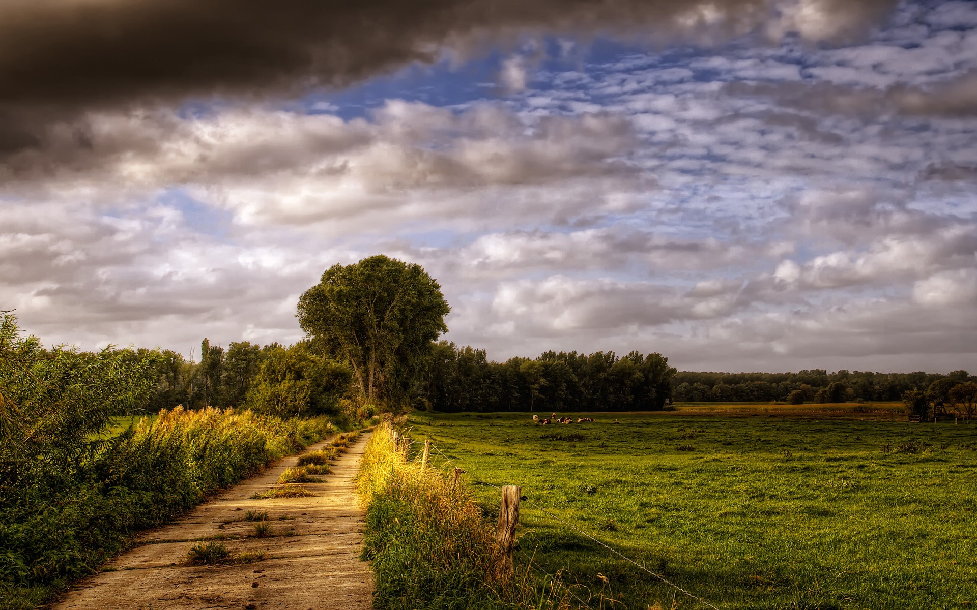 the wallpaper hd,sky,natural landscape,nature,cloud,field