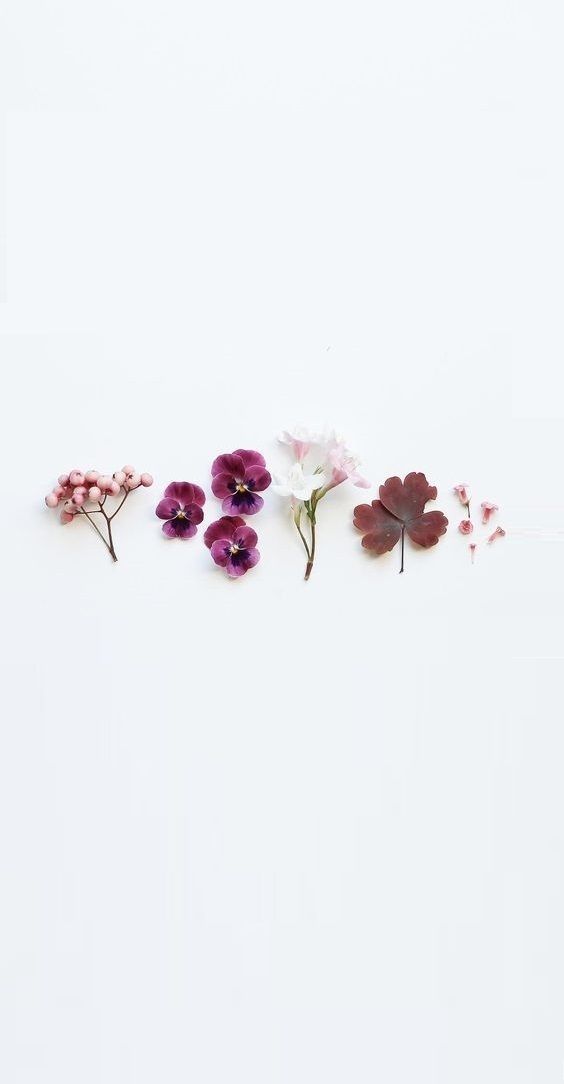carta da parati a,rosa,fiore,viola,pianta,petalo