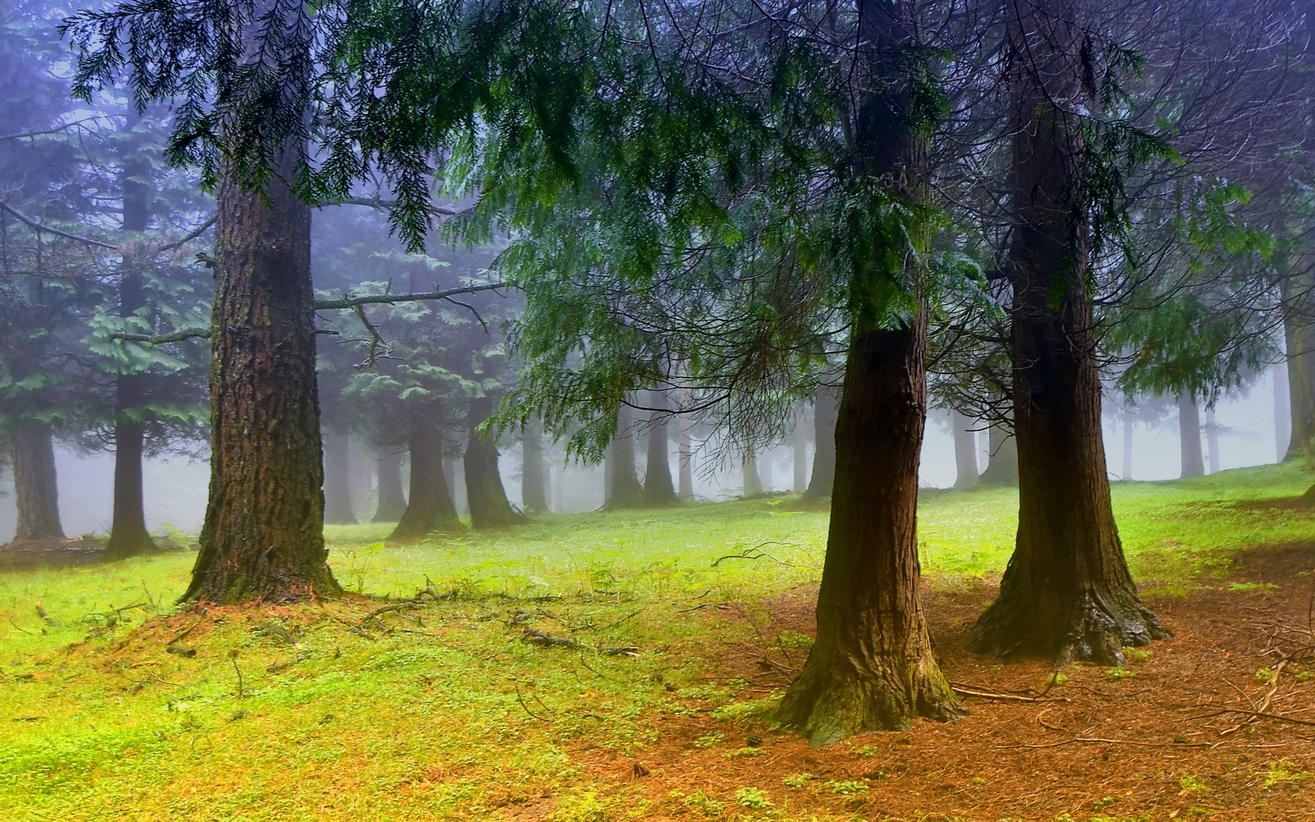 外の壁紙,木,自然の風景,自然,森林,森林