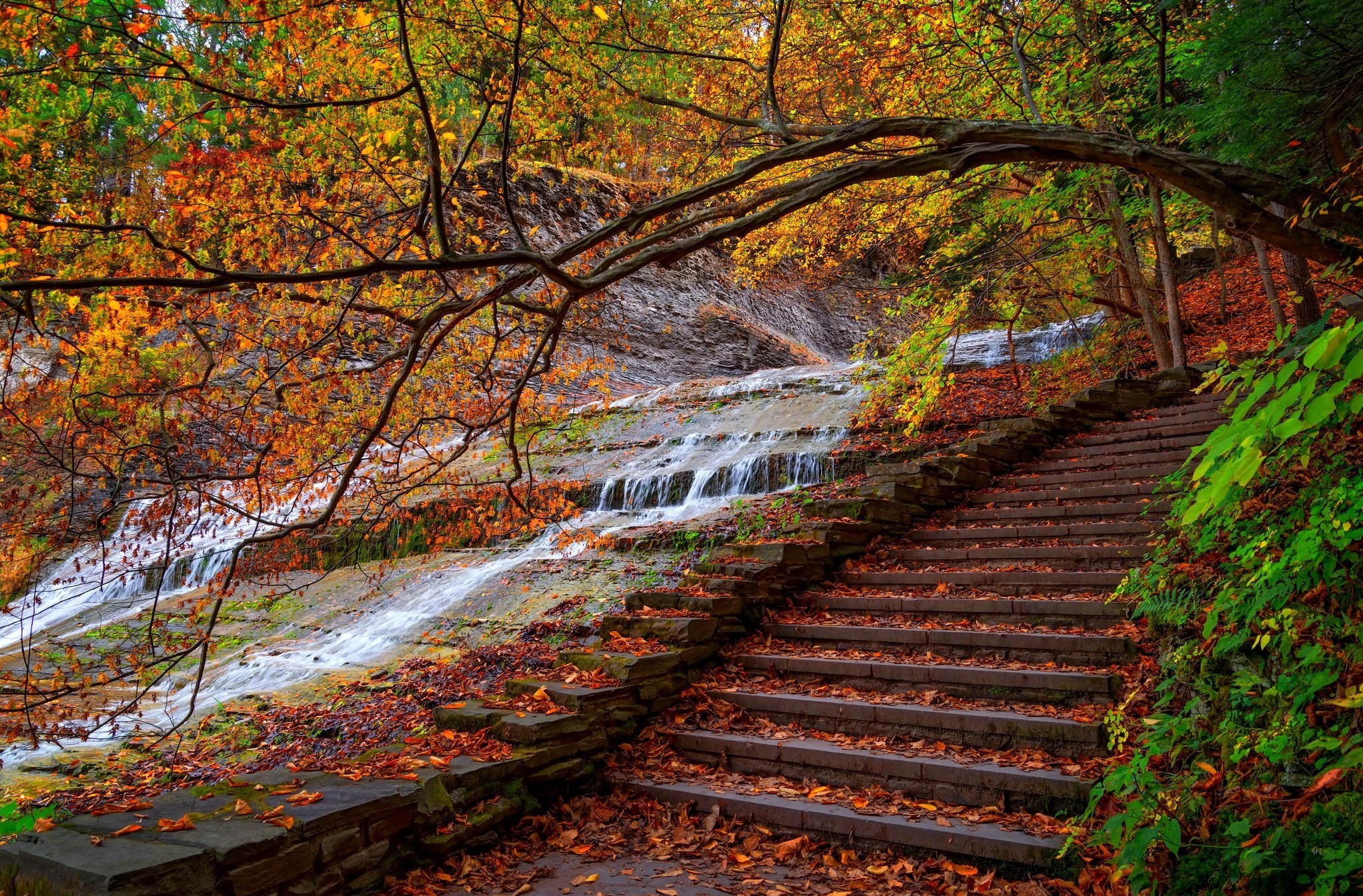 steps wallpaper,nature,natural landscape,tree,leaf,autumn