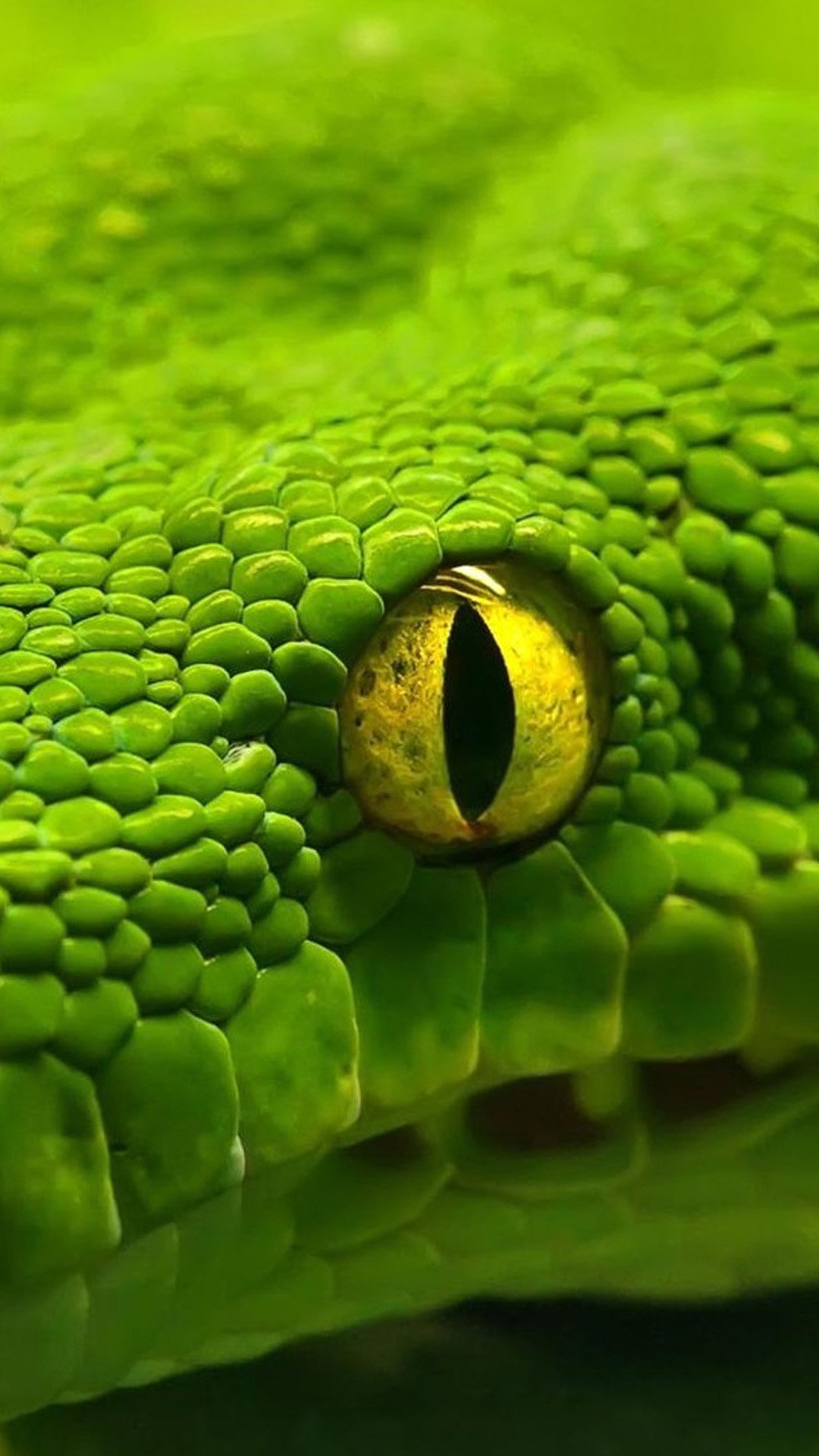 壁紙em movimento,なめらかなヘビ,緑,爬虫類,ヘビ,蛇