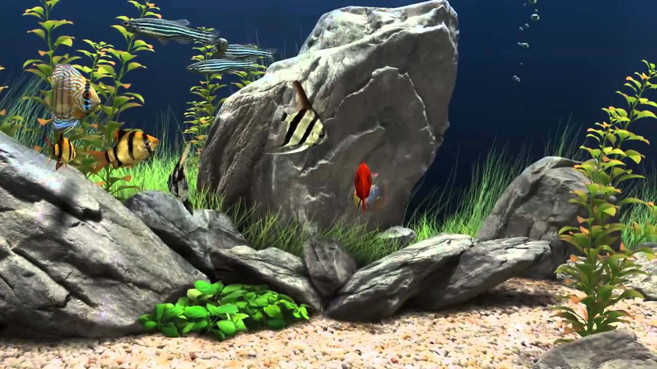 fond d'écran em movimento,aquarium d'eau douce,la nature,aquarium,roche,poisson