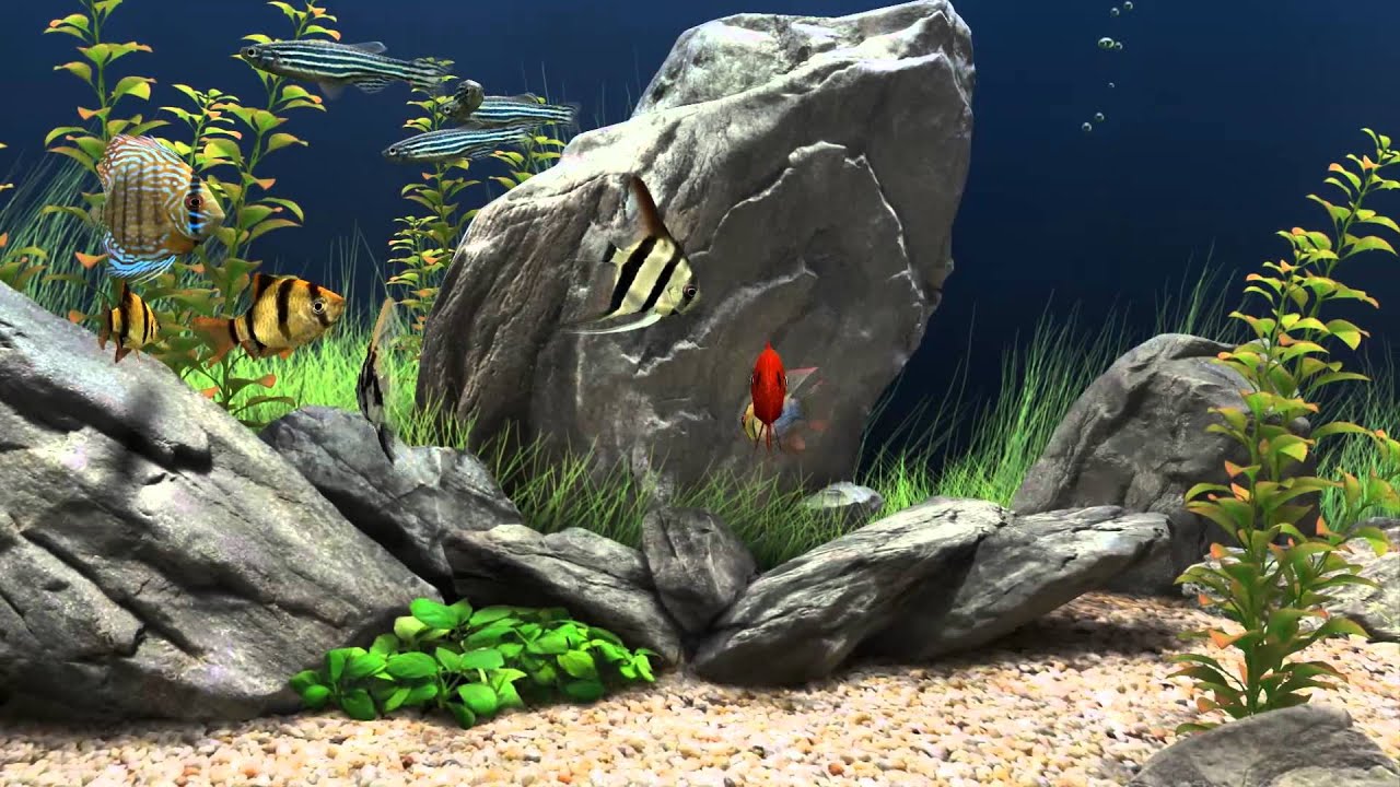 fond d'écran em movimento,aquarium d'eau douce,la nature,aquarium,roche,poisson