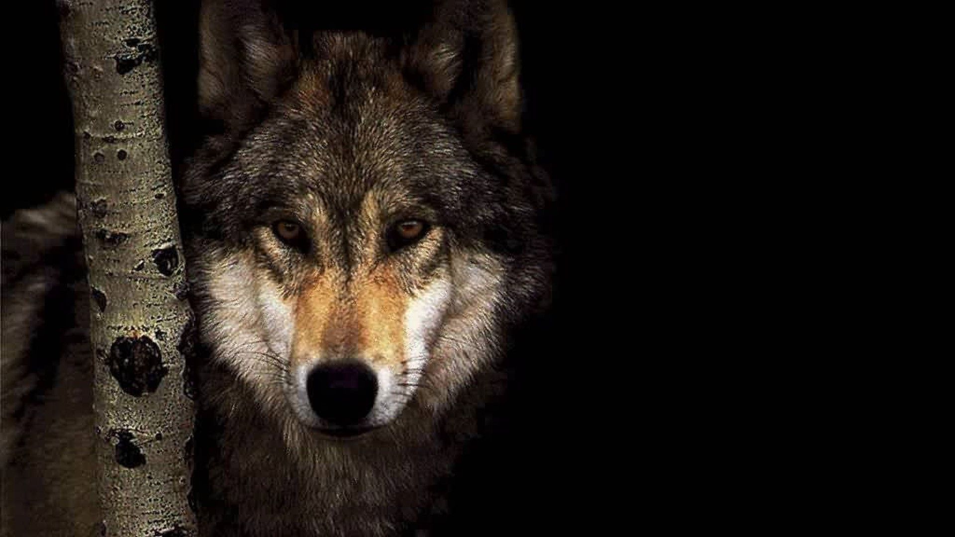 fond d'écran de lobo,loup,faune,loup rouge,loup chien,coyote
