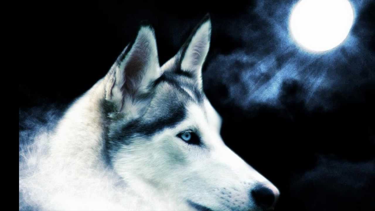 벽지 드 로보,개,시베리안 허스키,사할린 허스키,북부 이누이트 개,늑대 개