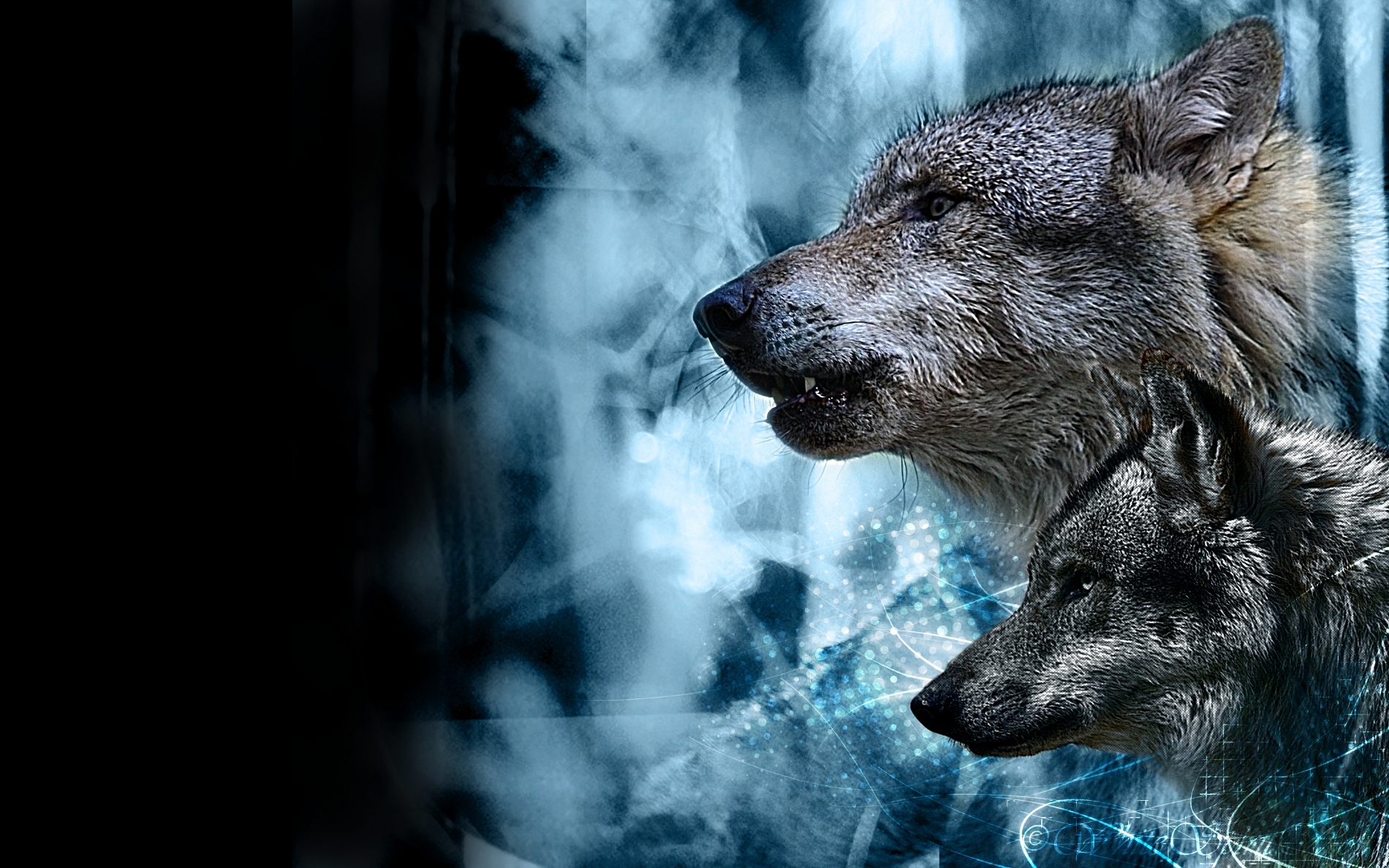 wallpapers de lobos,wolf,wildlife,canidae,snout,red wolf