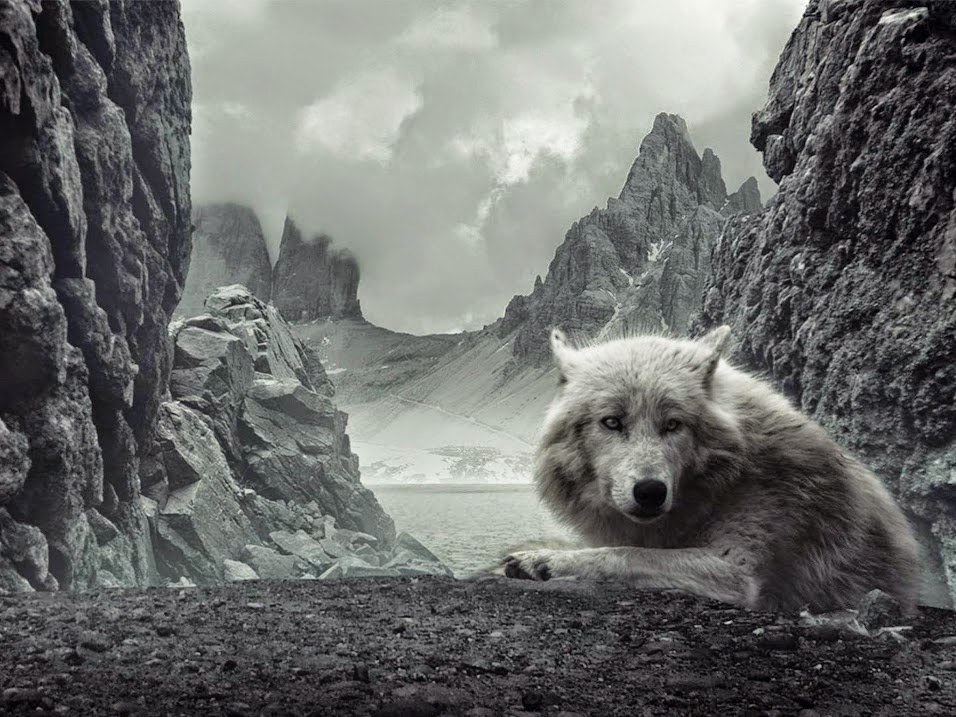 fonds d'écran de lobos,faune,noir et blanc,canis lupus tundrarum,loup,montagne