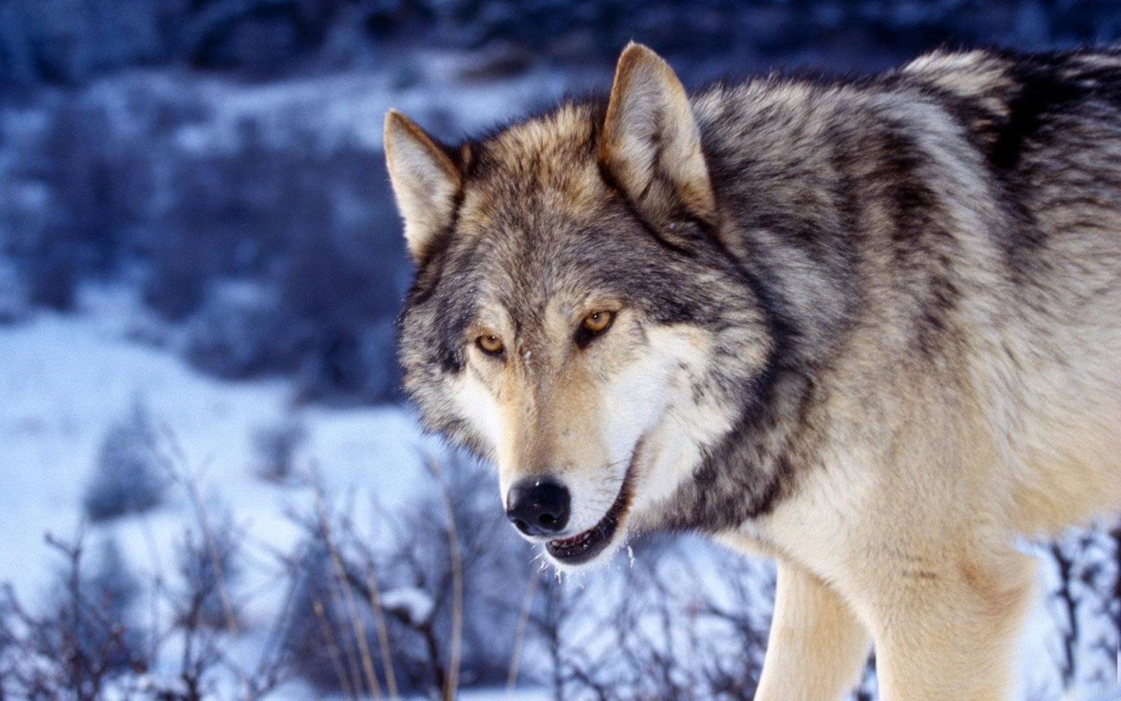 tapeten de lobos,wolf,tierwelt,canis lupus tundrarum,saarloos wolfshund,tschechoslowakischer wolfshund