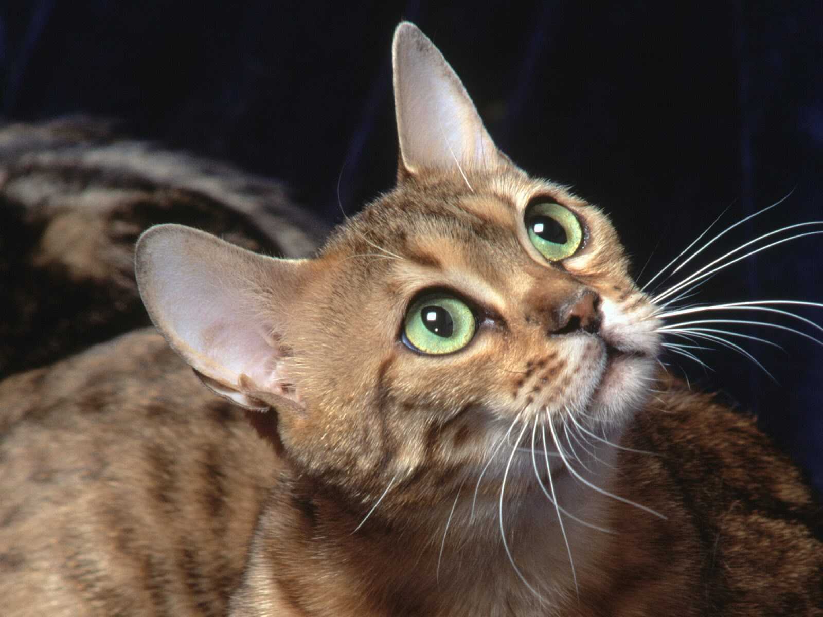 fonds d'écran de gatos,chat,chats de petite à moyenne taille,moustaches,félidés,chat tigré