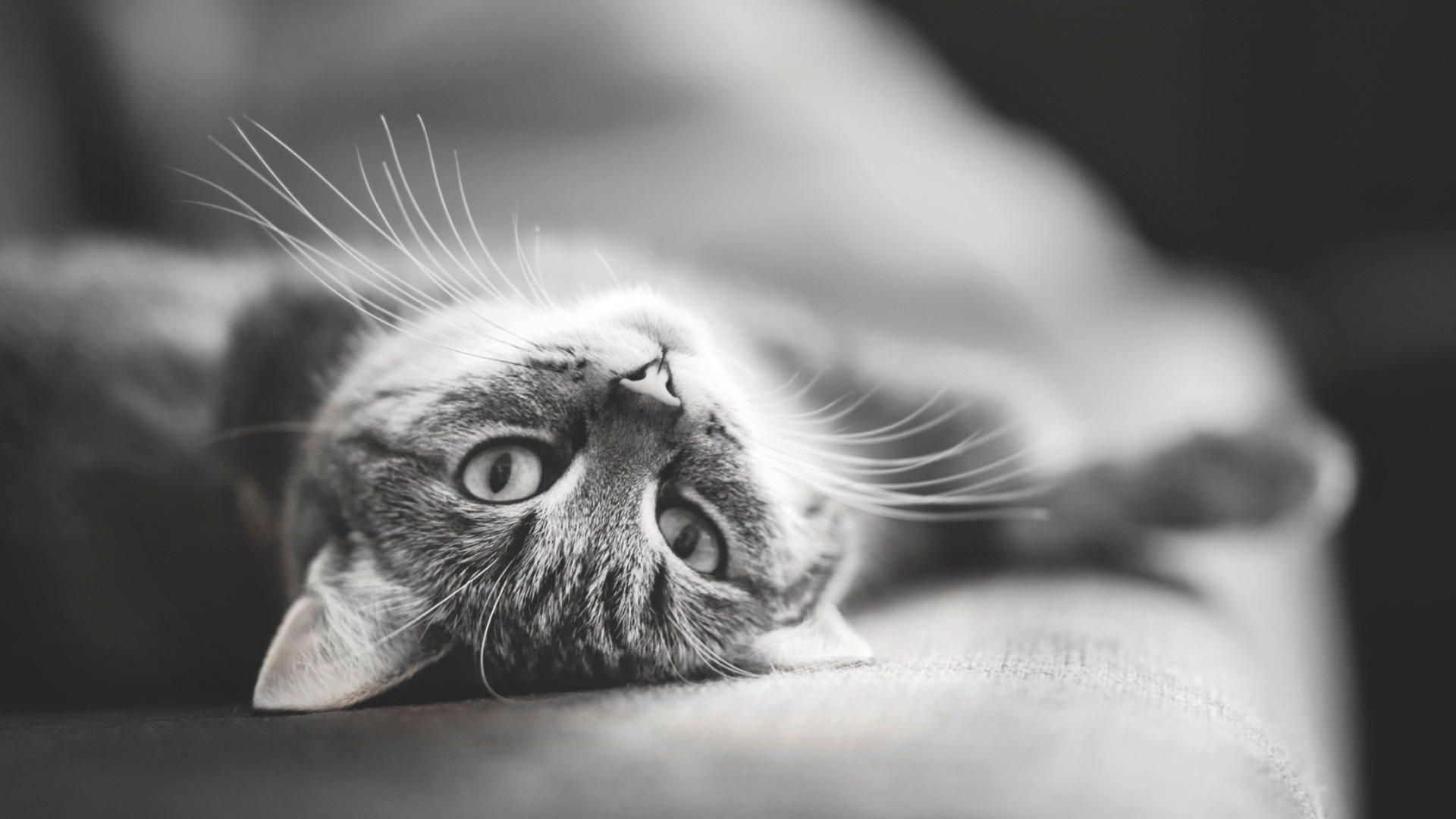 wallpapers de gatos,cat,whiskers,small to medium sized cats,felidae,black and white