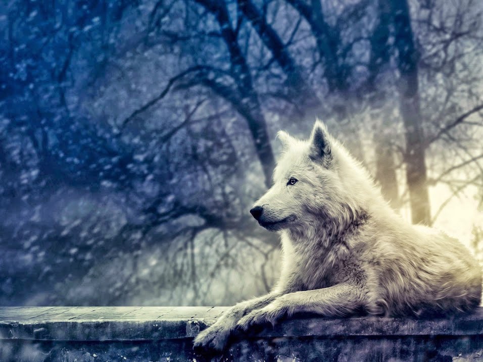 tapeten de lobos,canis lupus tundrarum,wolf,tierwelt,hund,wolfshund
