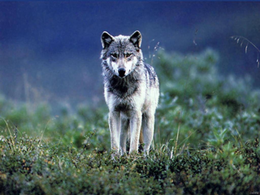 tapeten de lobos,tierwelt,canis lupus tundrarum,wolf,hund,grönlandhund