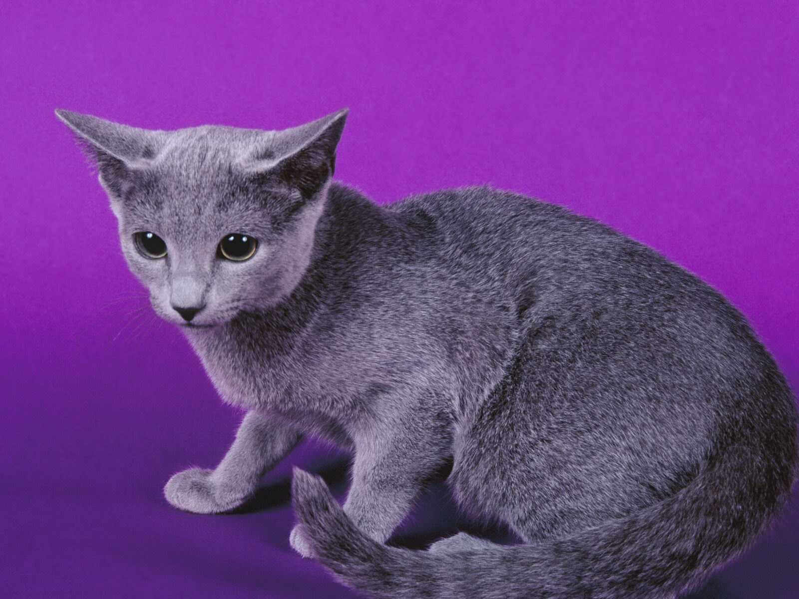 tapeten de gatos,katze,kleine bis mittelgroße katzen,felidae,korat,russisch blau