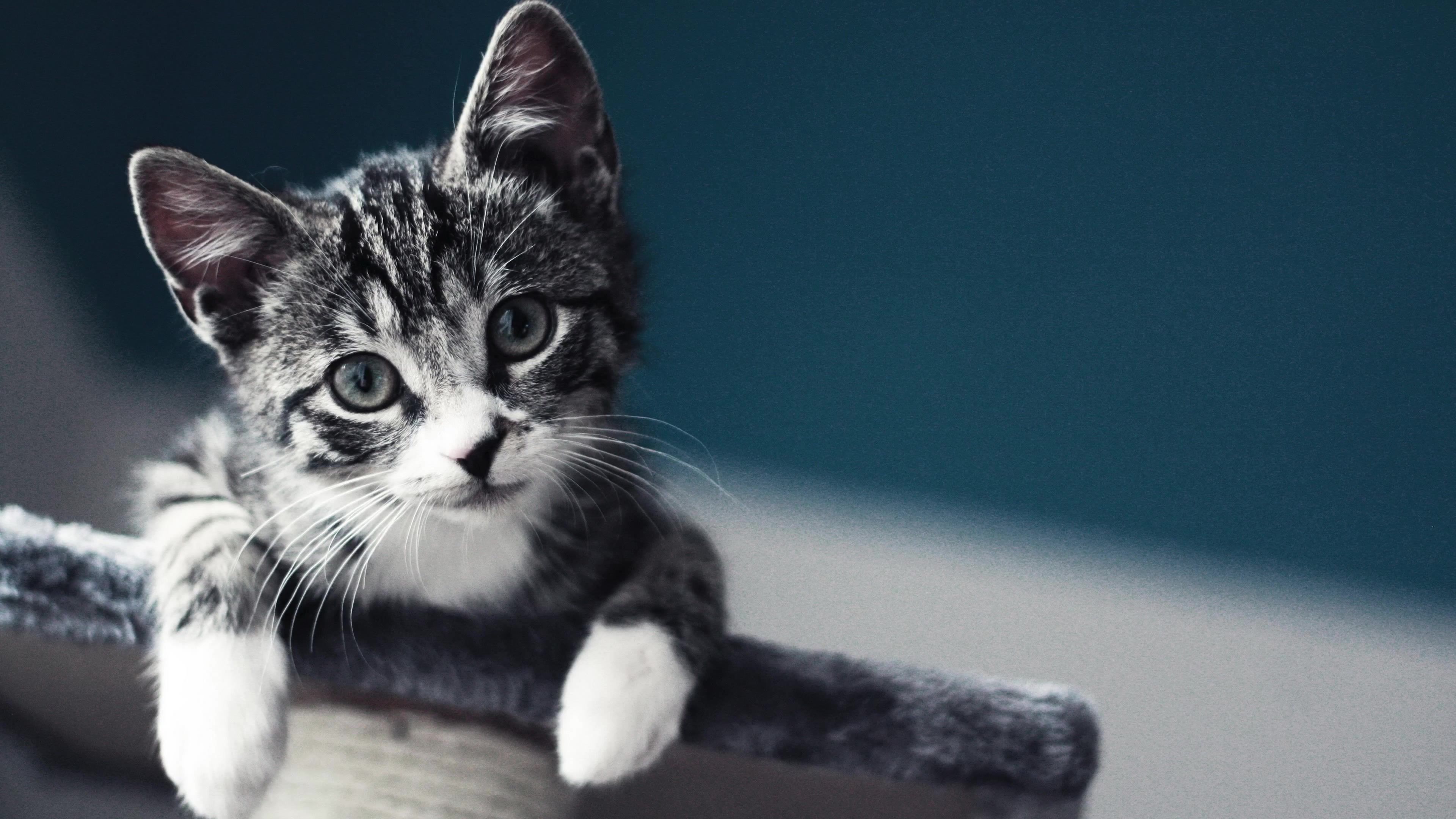 sfondi per desktop,gatto,gatti di piccola e media taglia,barba,felidae,gatto domestico a pelo corto