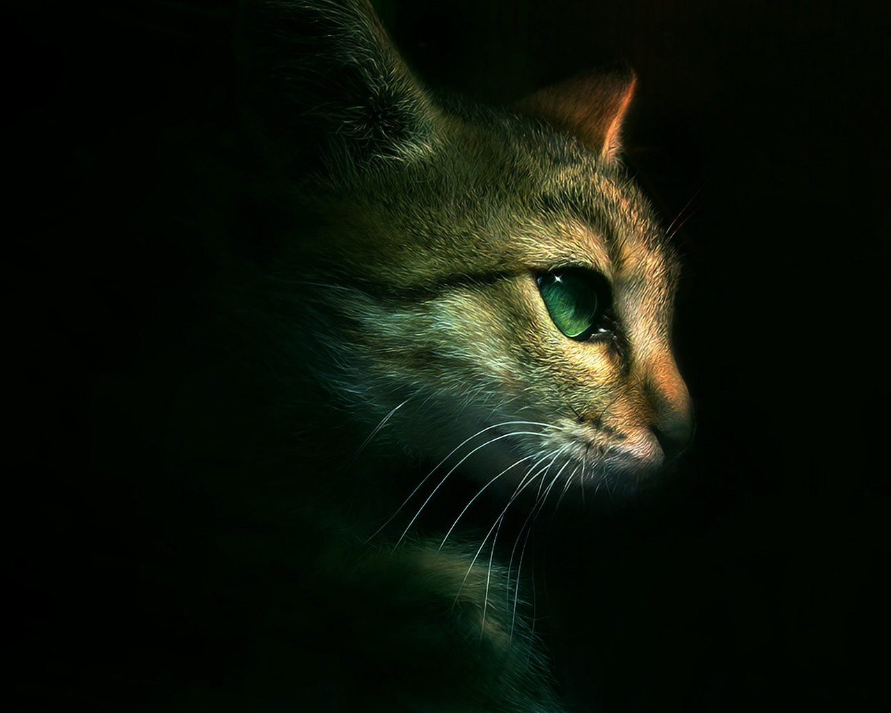fonds d'écran de gatos,chat,moustaches,chats de petite à moyenne taille,vert,félidés