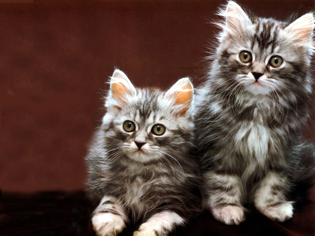 fonds d'écran de gatos,chat,chats de petite à moyenne taille,moustaches,félidés,chaton