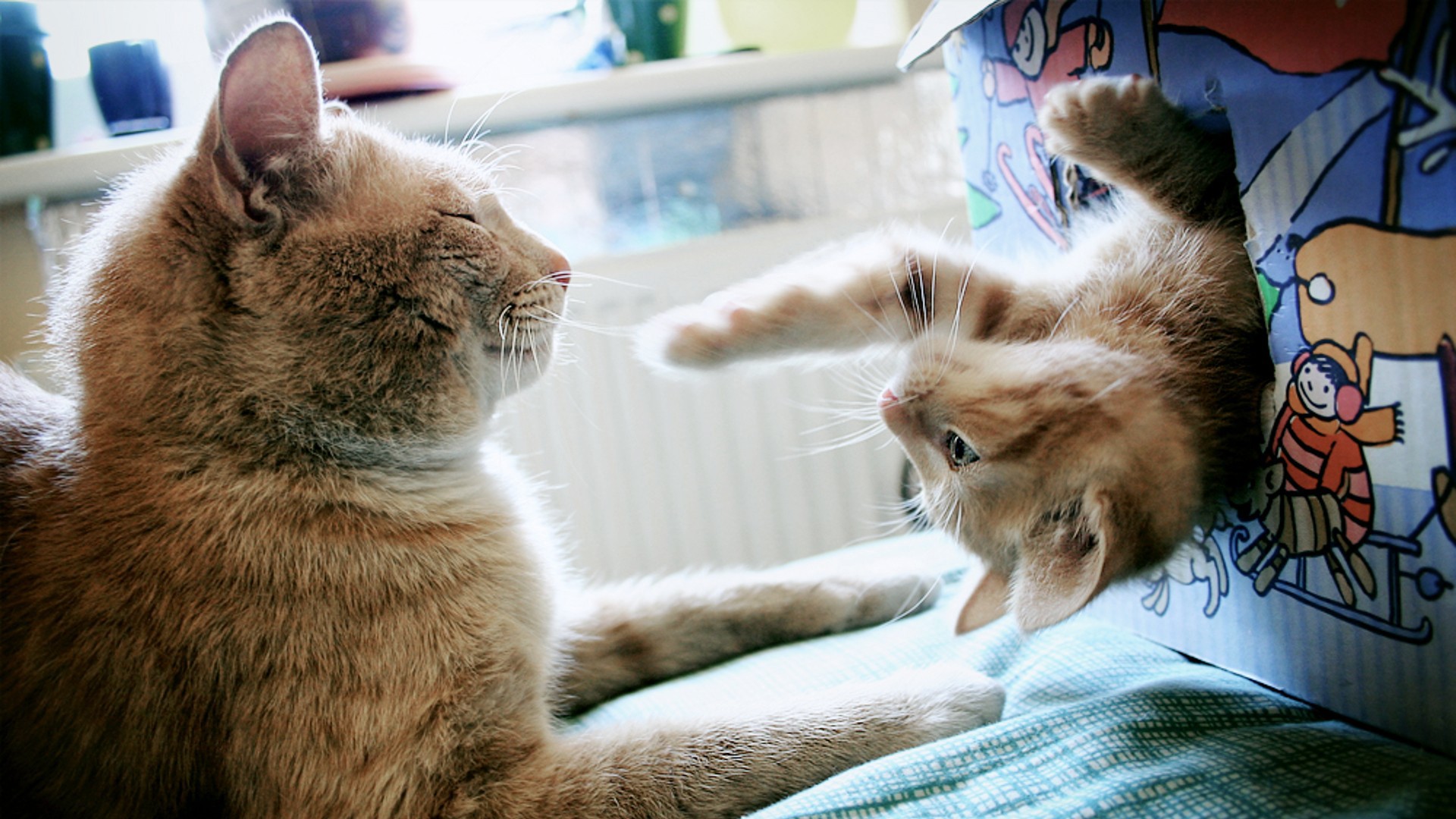 sfondi per desktop,gatto,felidae,gatti di piccola e media taglia,barba,gattino