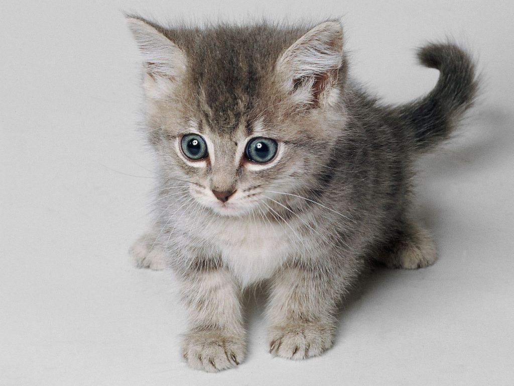 fonds d'écran de gatos,chat,chats de petite à moyenne taille,félidés,moustaches,chaton
