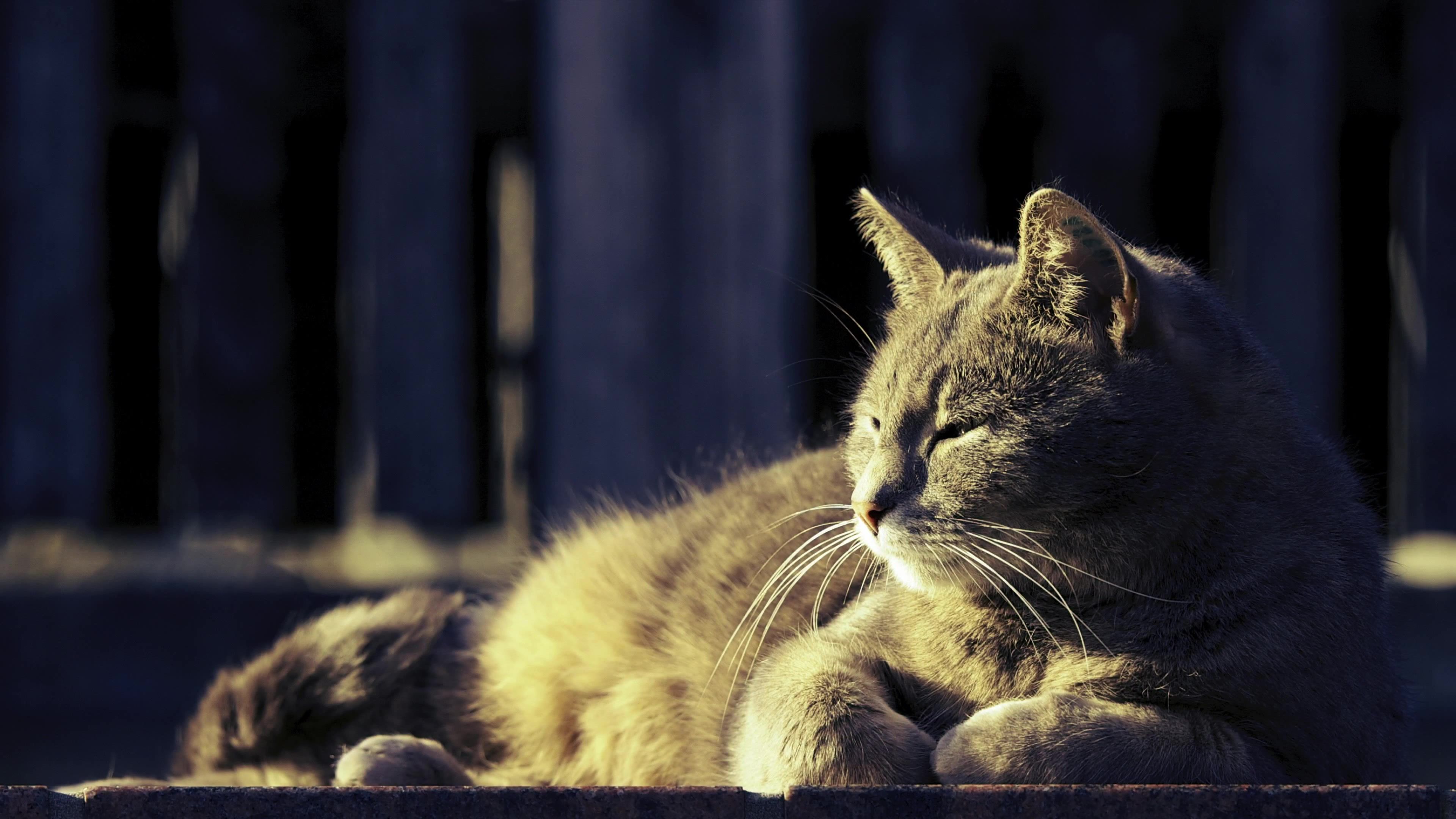 fondos de pantalla de gatos,gato,bigotes,gatos pequeños a medianos,felidae,gato atigrado