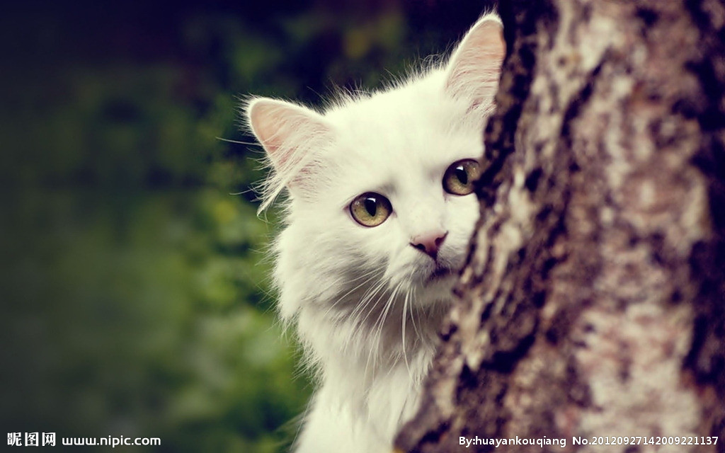 sfondi per desktop,gatto,gatti di piccola e media taglia,barba,felidae,angora turca