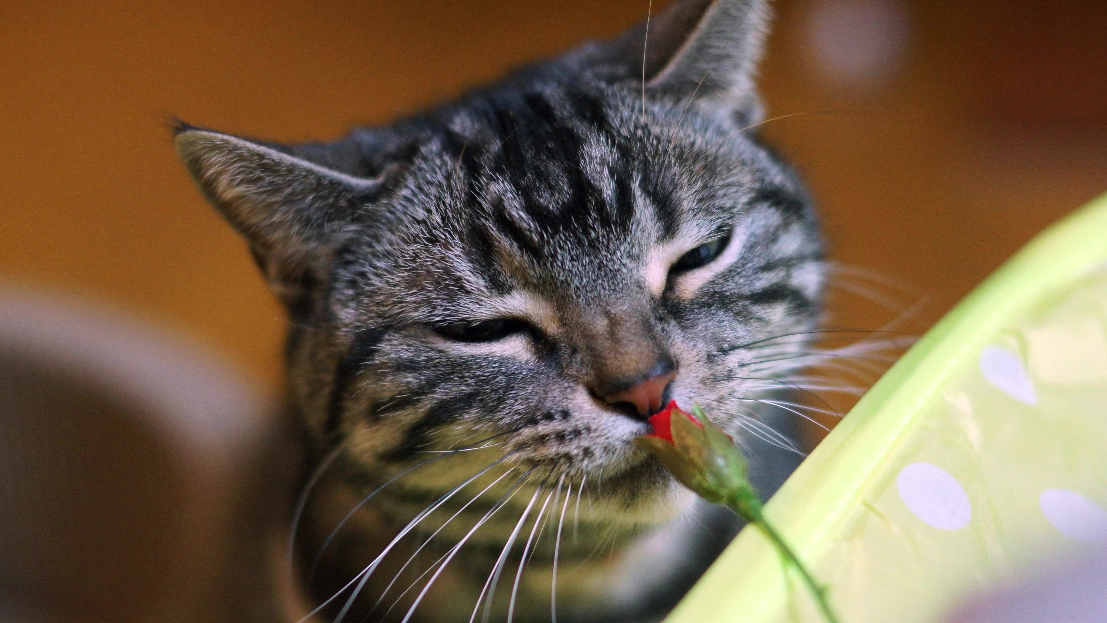 tapeten de gatos,katze,schnurrhaare,kleine bis mittelgroße katzen,felidae,getigerte katze