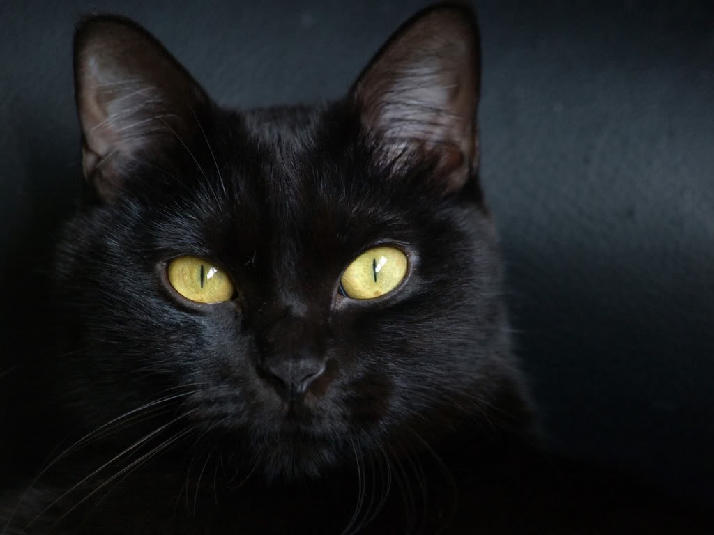 fonds d'écran de gatos,chat,chat noir,chats de petite à moyenne taille,félidés,noir