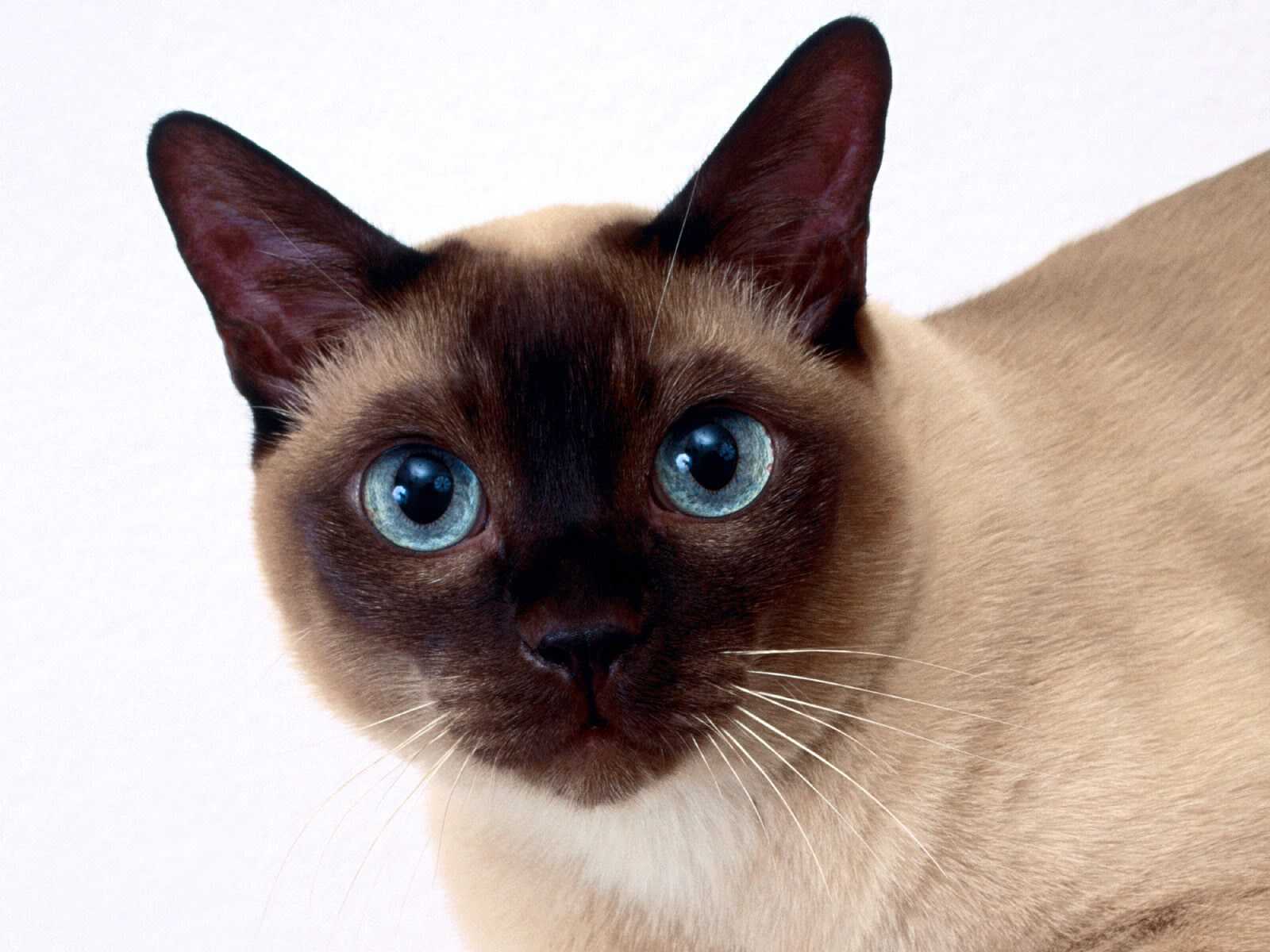 sfondi per desktop,gatto,siamese,gatti di piccola e media taglia,felidae,tailandese