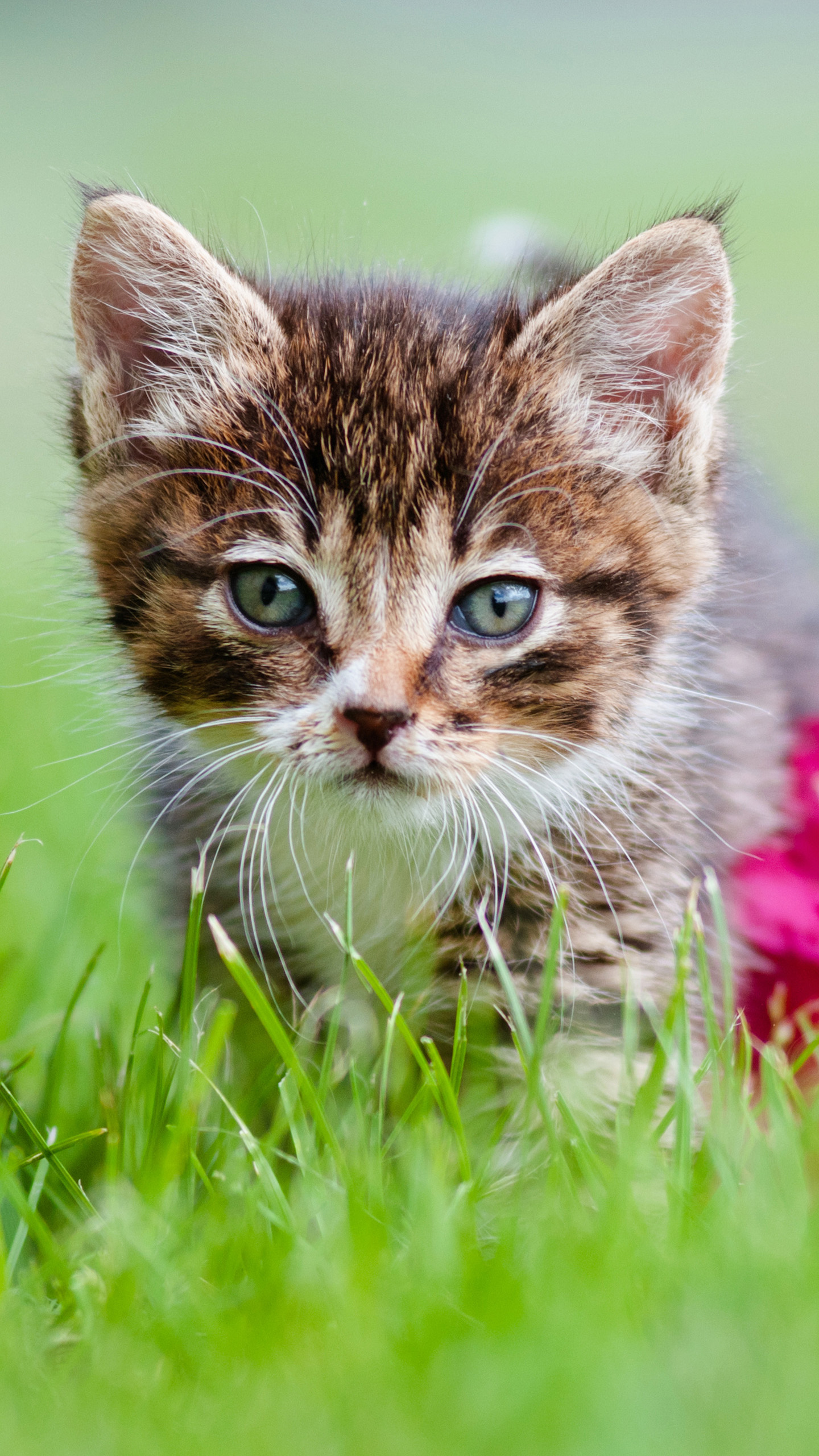 fondos de pantalla s6 edge,gato,gatos pequeños a medianos,felidae,bigotes,gato atigrado